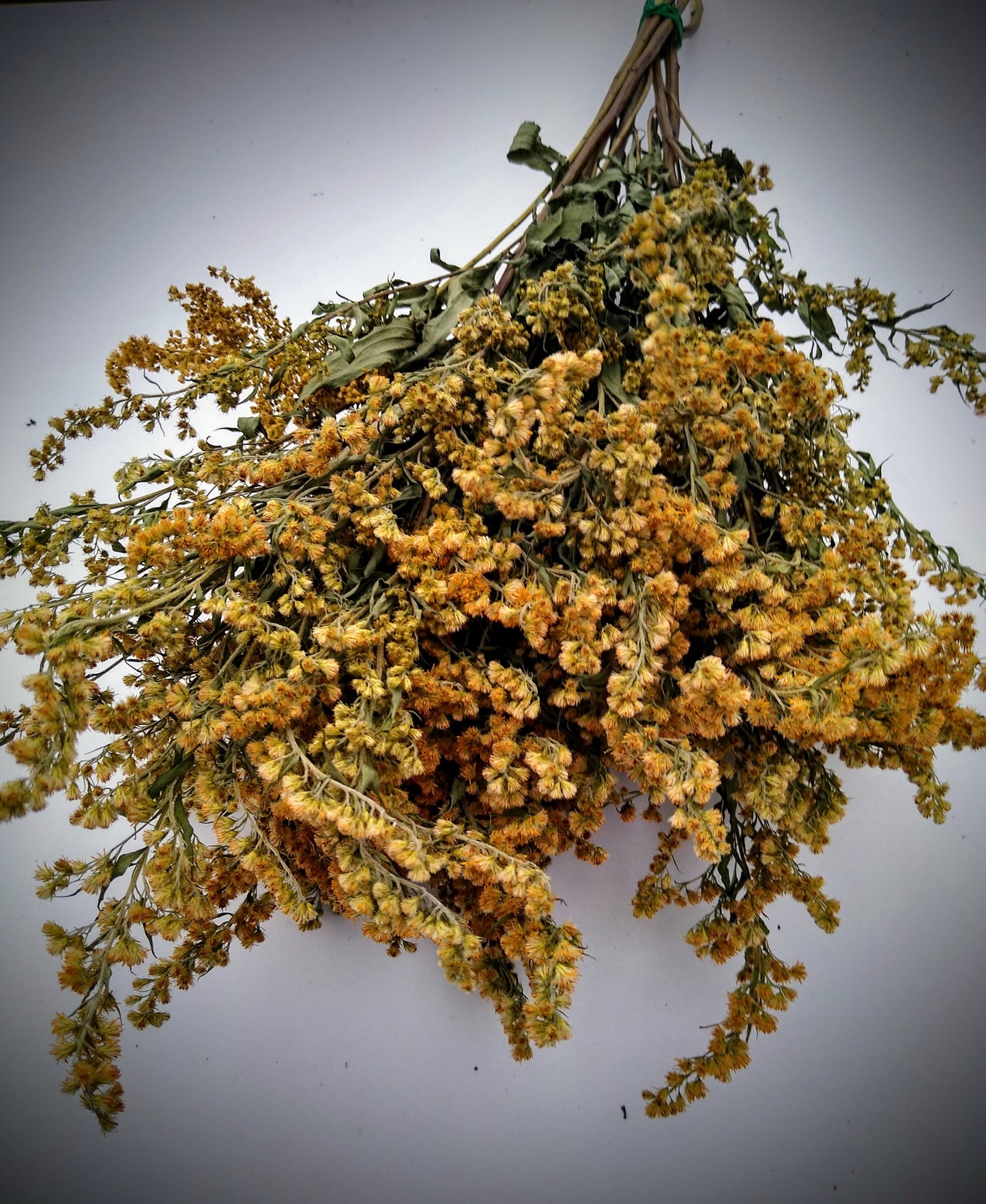 Yellow solidago bunch, 20 stems, dried golden rod flowers, UK farm, home decor, bouquets, yellow dried flowers, DIY wedding flowers, wreaths