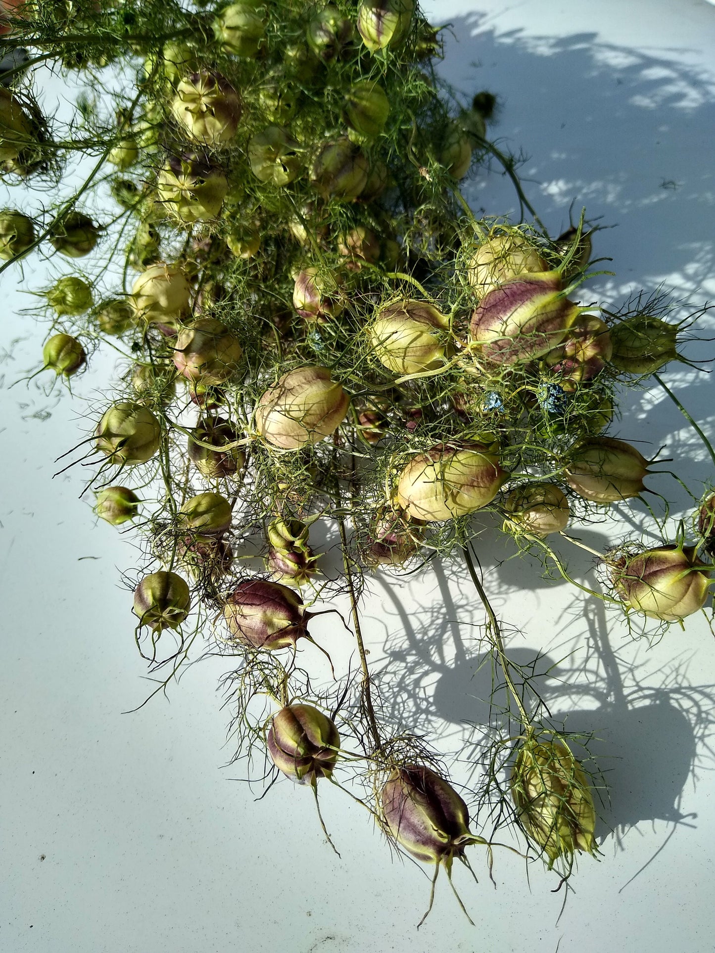 Wholesale 100stems British Nigella pod bunches, dried flower bunches direct from UK farm, love in the mist, neutral dried flowers, bulk