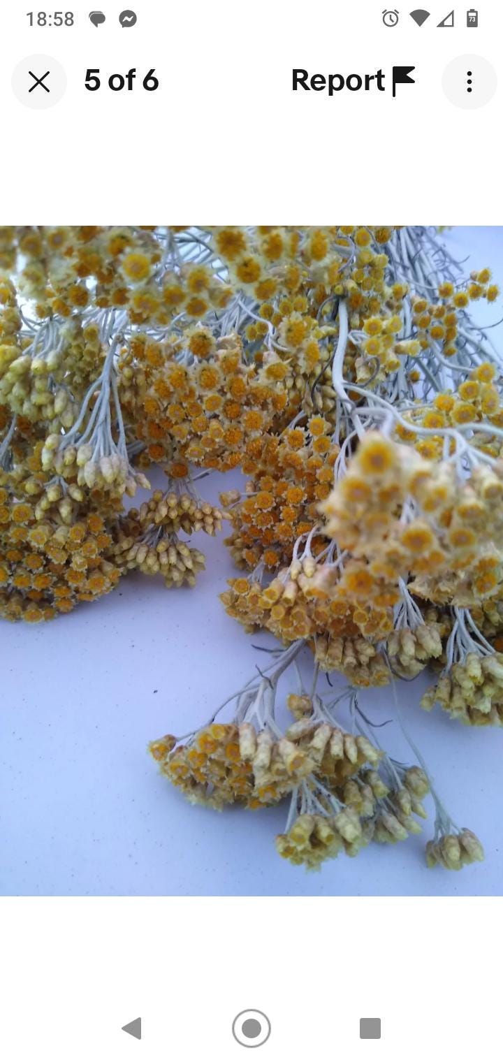 Yellow helichrysum italicum bunch, 20 stems, dried pastel yellow flowers, UK farm, organic, bouquets, DIY wedding flowers, wreaths, bouquet