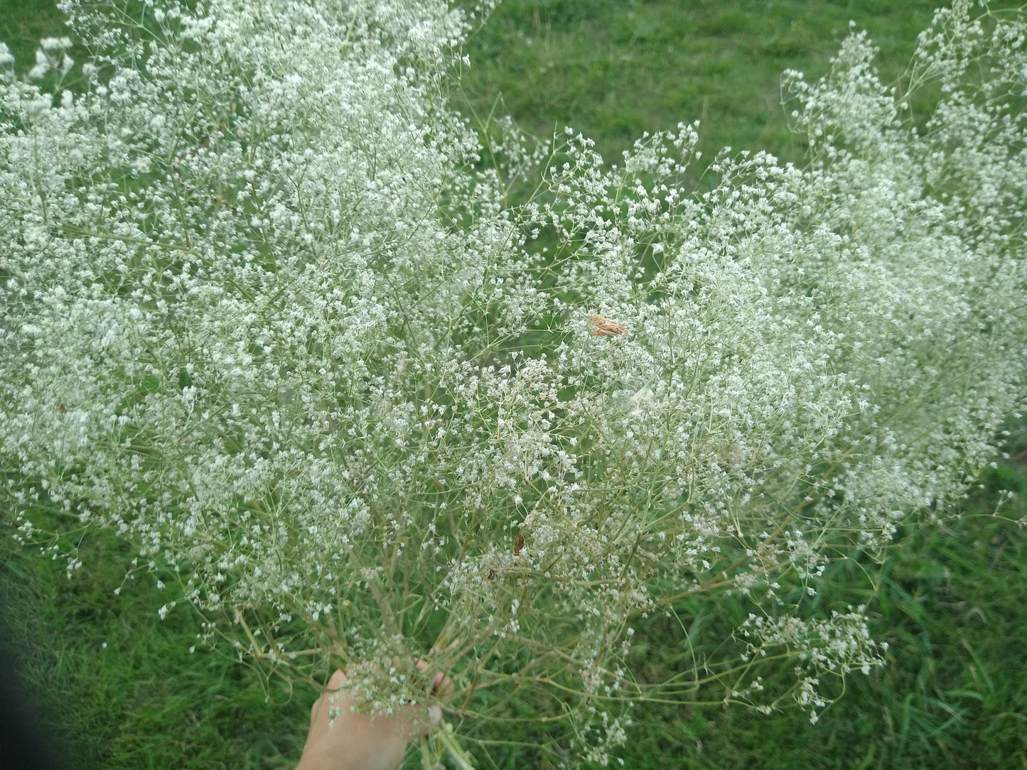 British Dried Gypsophila, babys breath, huge bunches 200g, organic farm, UK dried flowers, wreaths, crafts, bouquet, DIY wedding flowers