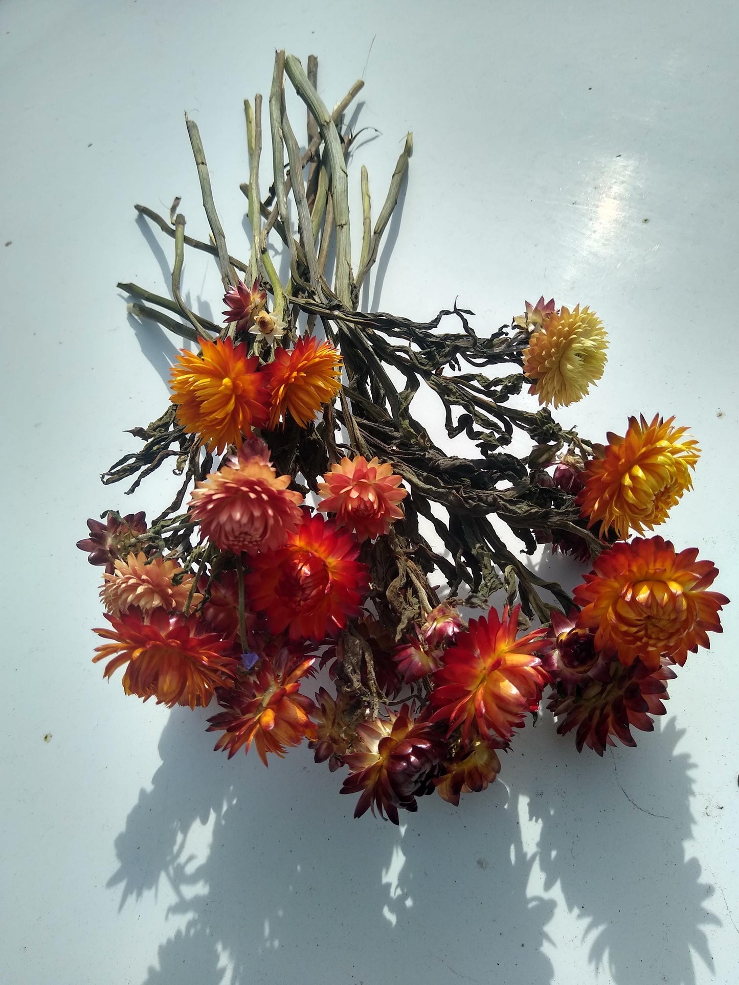 20 stems organic orange British Dried strawflower bunch, helichrysum flower bunch from UK farm, orange strawflowers, DIY wedding flowers