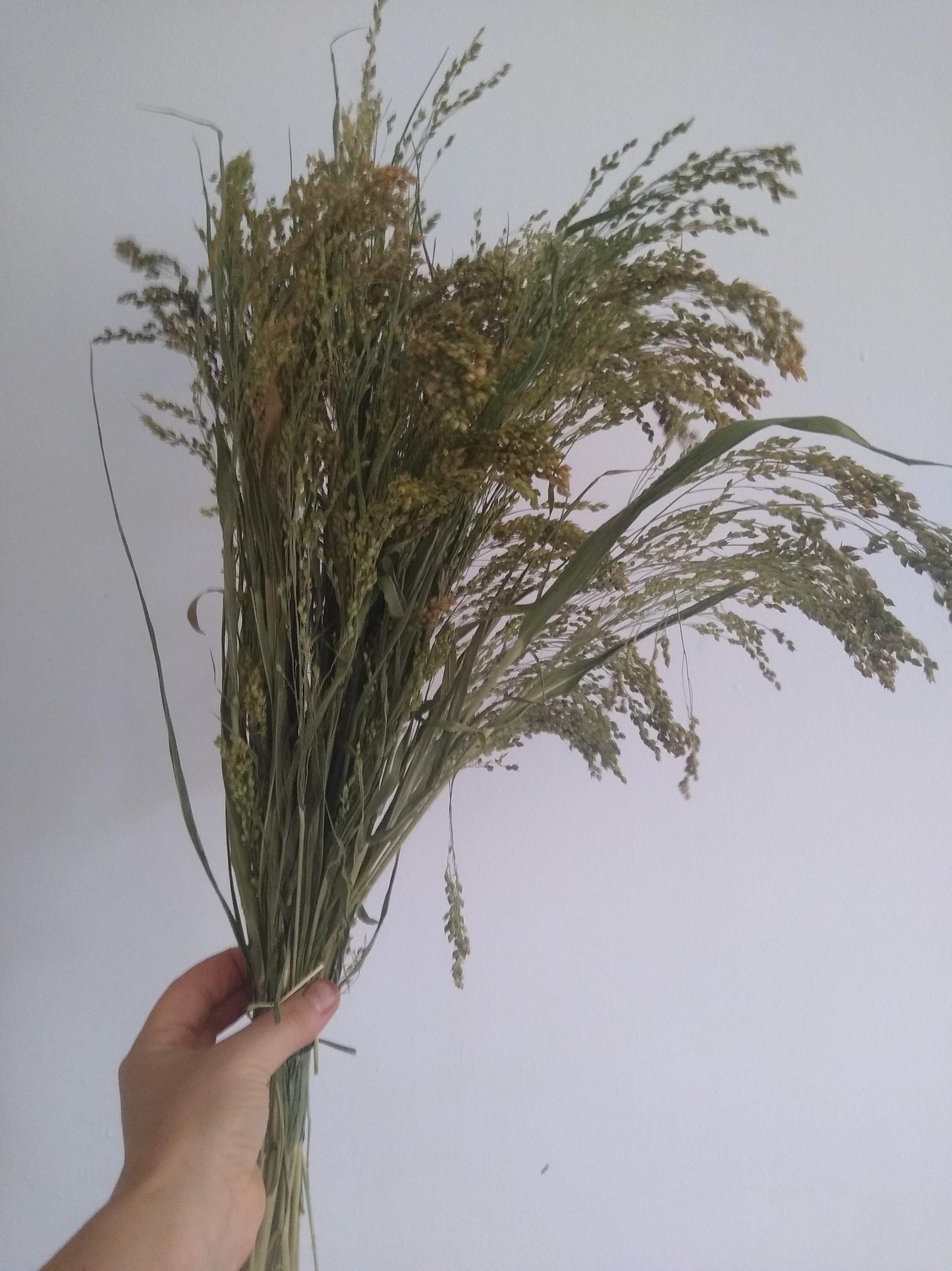 Wholesale bunches organic British proso millet sprays, panicum grass bunches direct from UK farm, hamster, gerbil, parrot, dried flowers