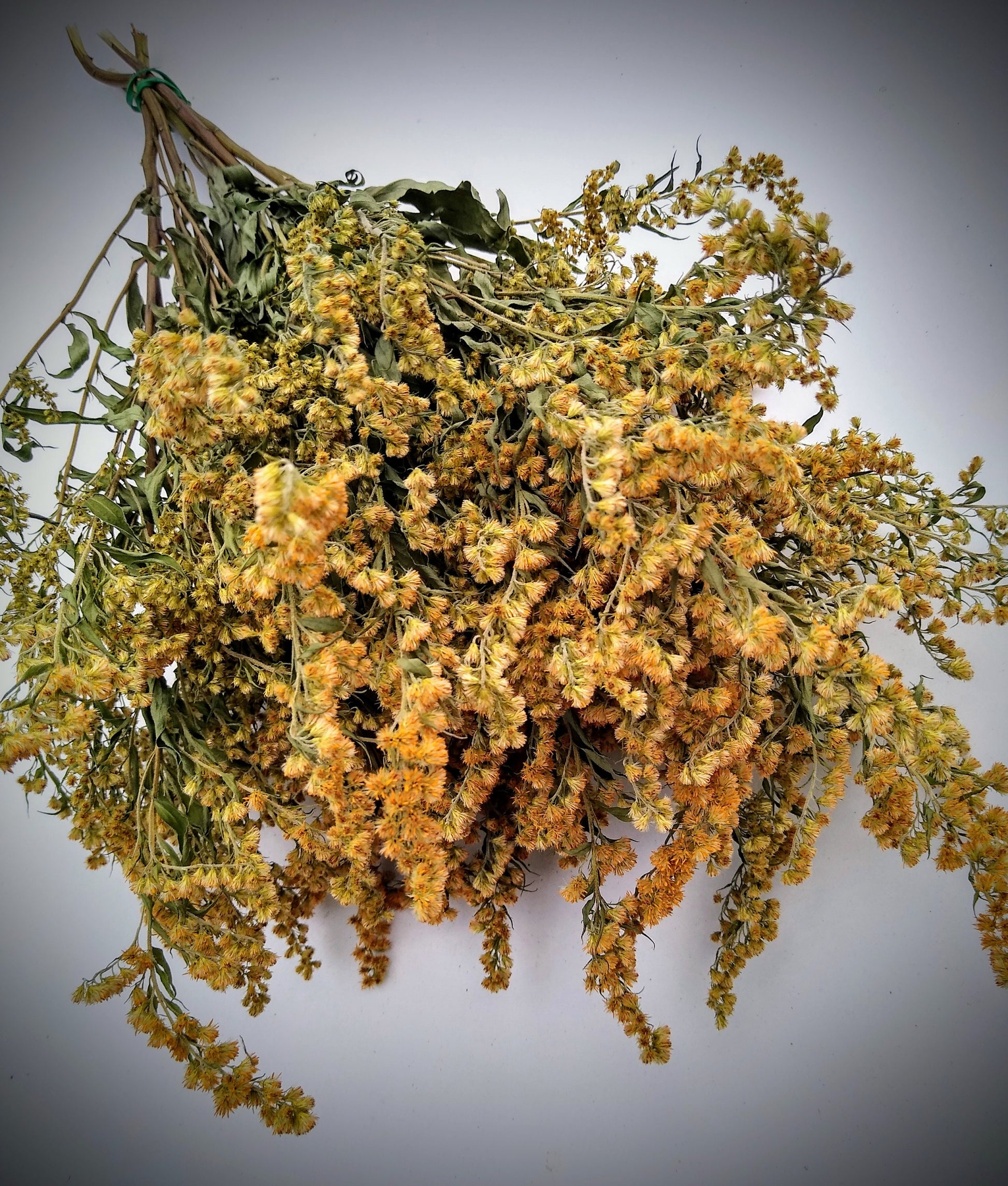 Yellow solidago bunch, 20 stems, dried golden rod flowers, UK farm, home decor, bouquets, yellow dried flowers, DIY wedding flowers, wreaths