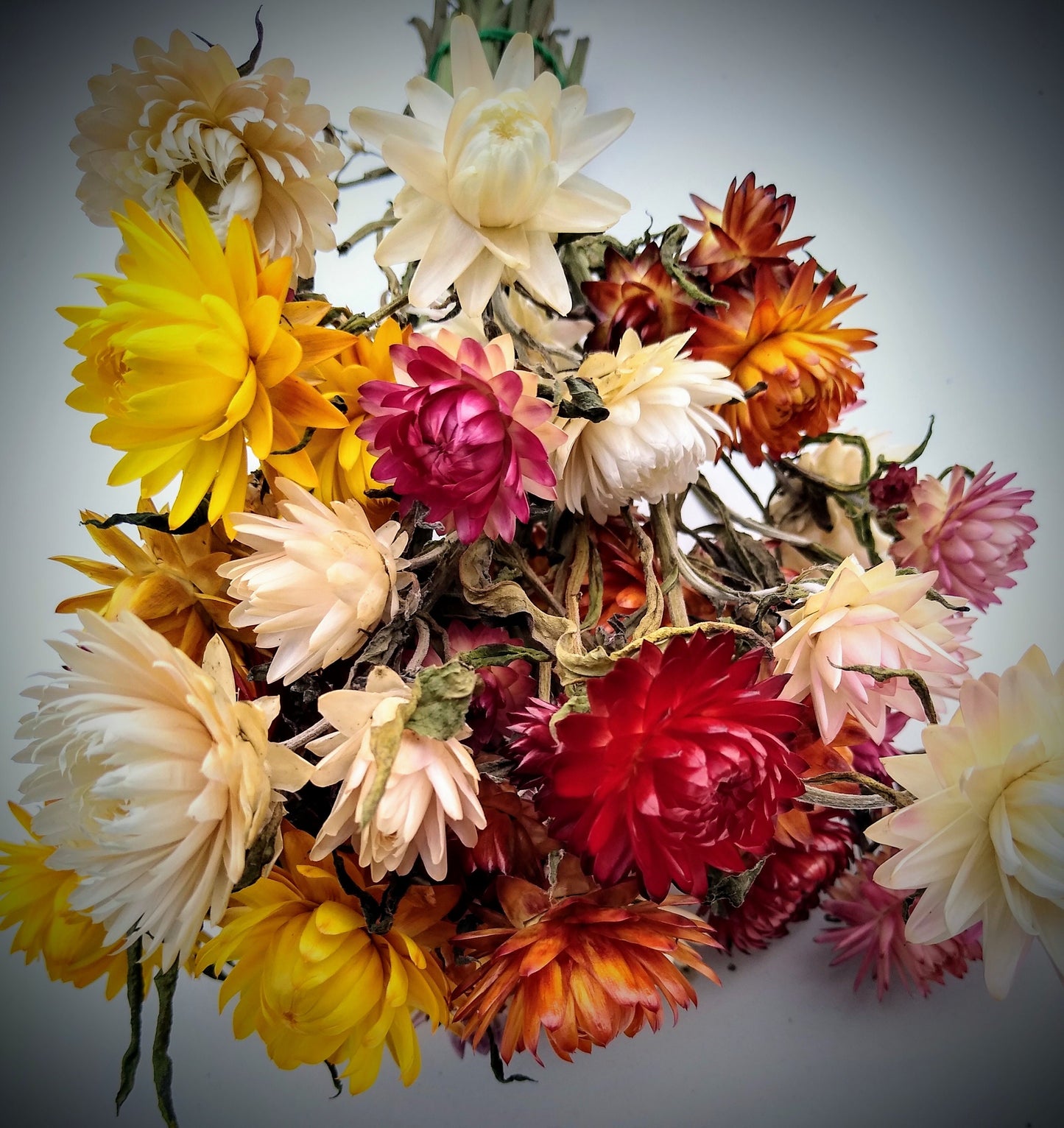 35 stem British Dried strawflower bunch, helichrysum flower bunch direct from UK farm , bouquets, dried strawflowers, DIY wedding flowers