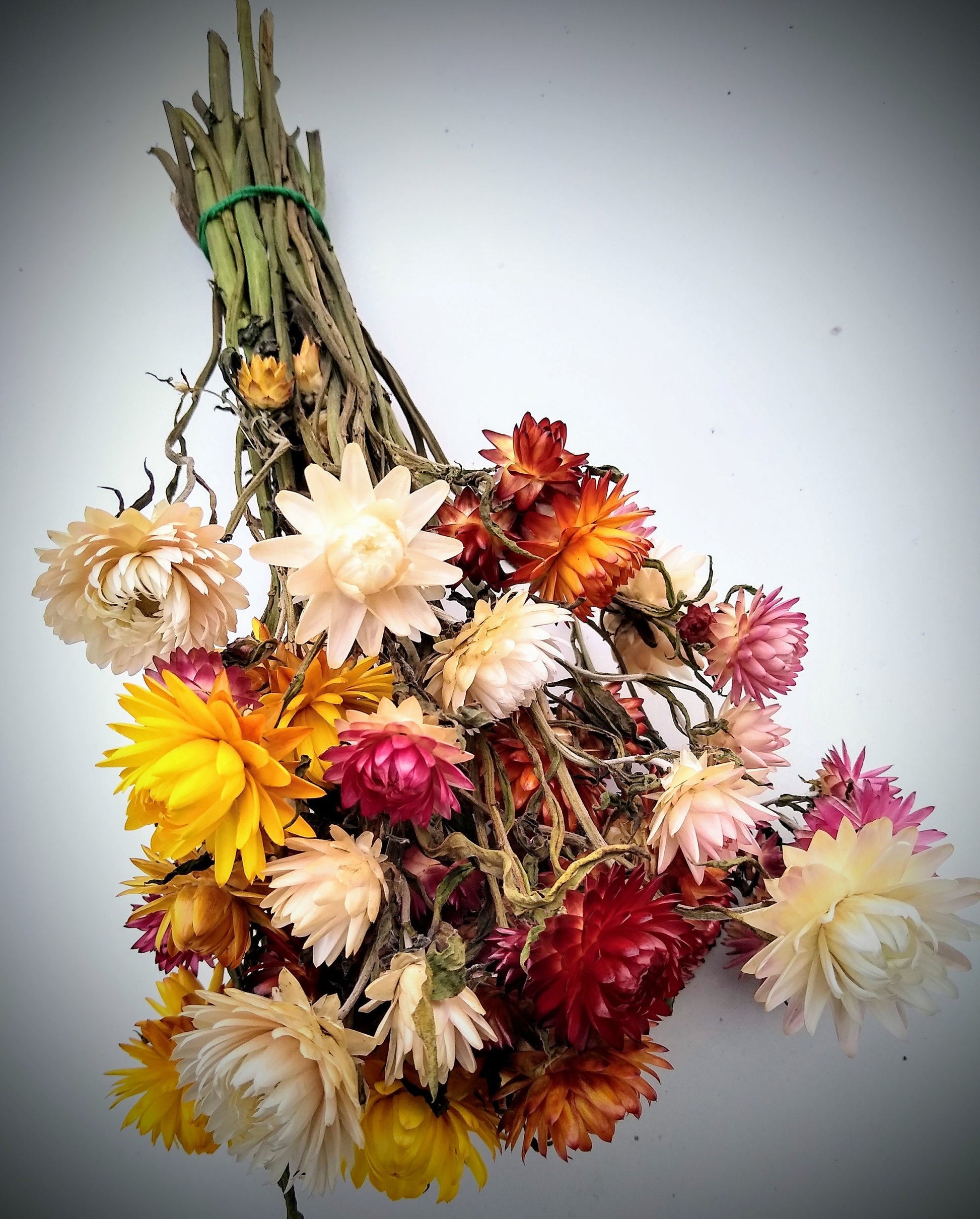 35 stem British Dried strawflower bunch, helichrysum flower bunch direct from UK farm , bouquets, dried strawflowers, DIY wedding flowers