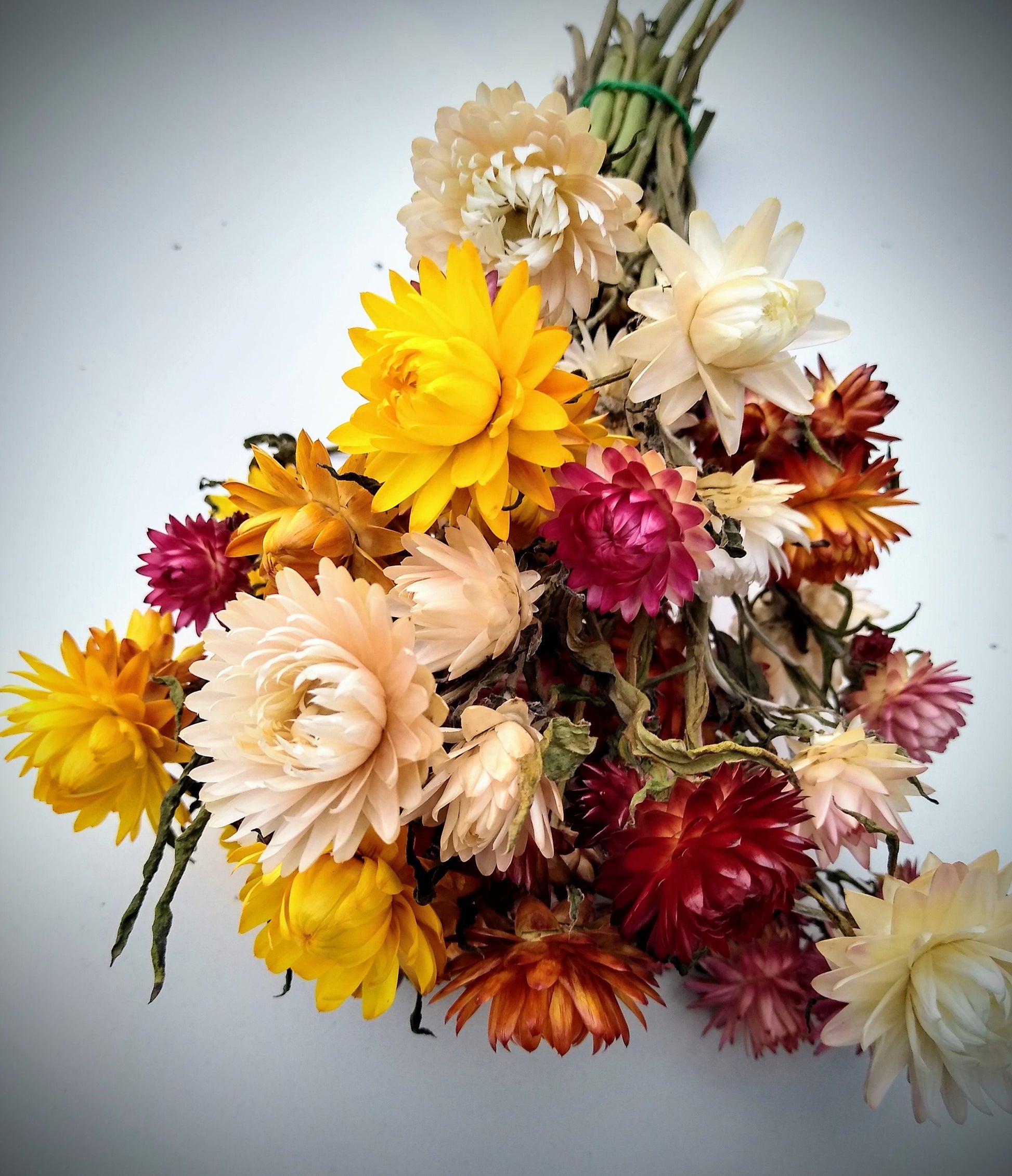 35 stem British Dried strawflower bunch, helichrysum flower bunch direct from UK farm , bouquets, dried strawflowers, DIY wedding flowers