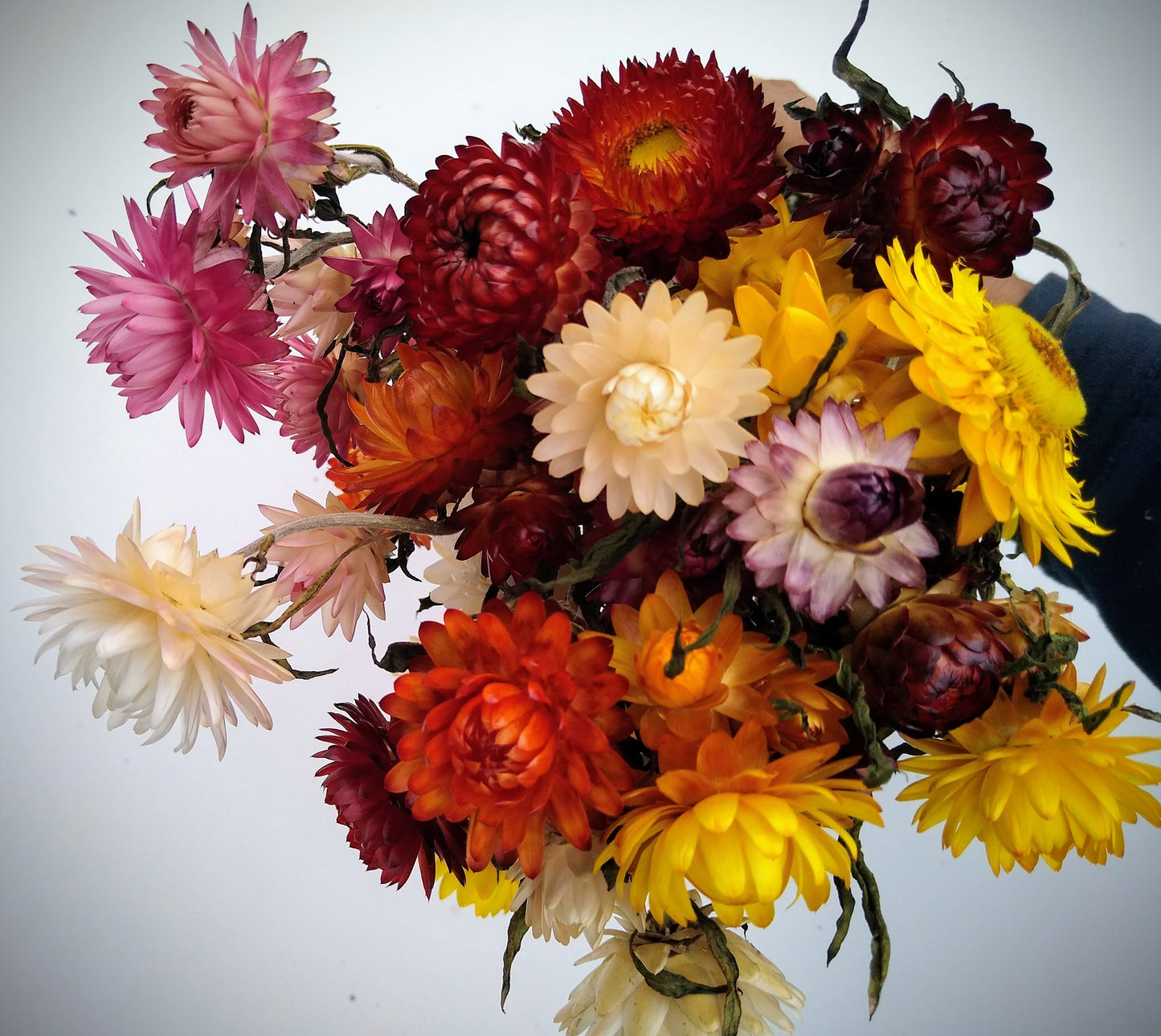 35 stem British Dried strawflower bunch, helichrysum flower bunch direct from UK farm , bouquets, dried strawflowers, DIY wedding flowers