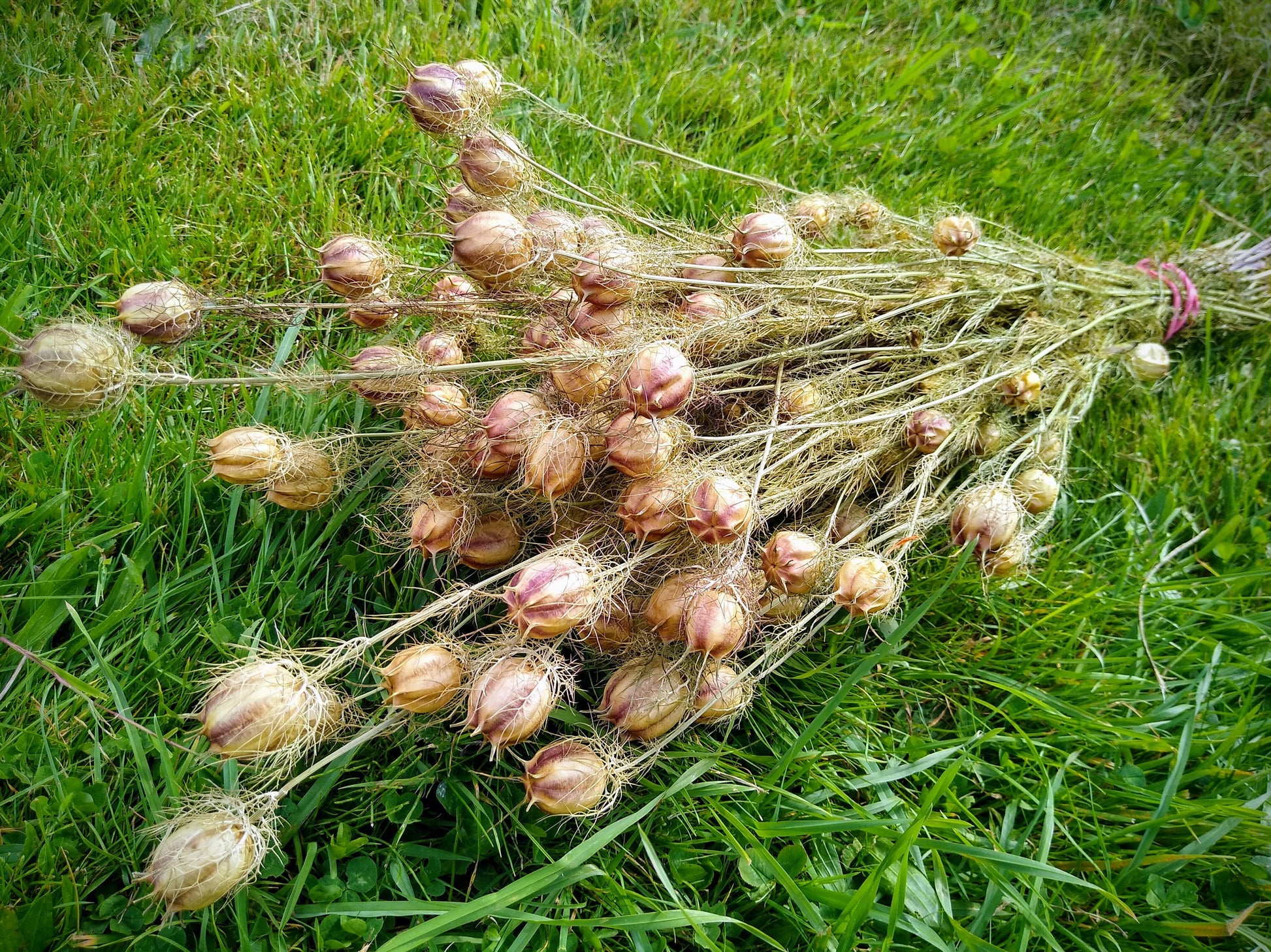 Wholesale 100stems British Nigella pod bunches, dried flower bunches direct from UK farm, love in the mist, neutral dried flowers, bulk