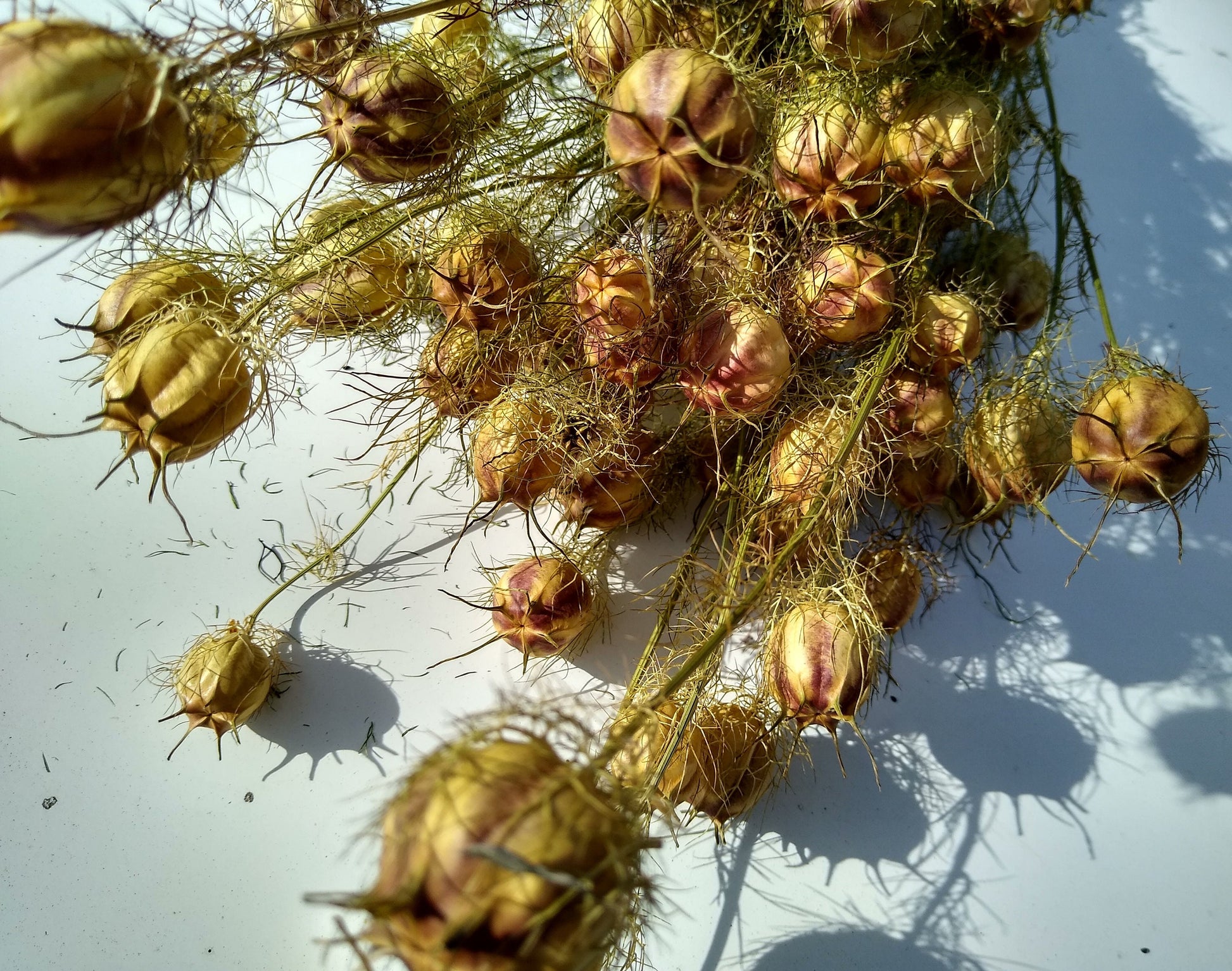 Wholesale 100stems British Nigella pod bunches, dried flower bunches direct from UK farm, love in the mist, neutral dried flowers, bulk