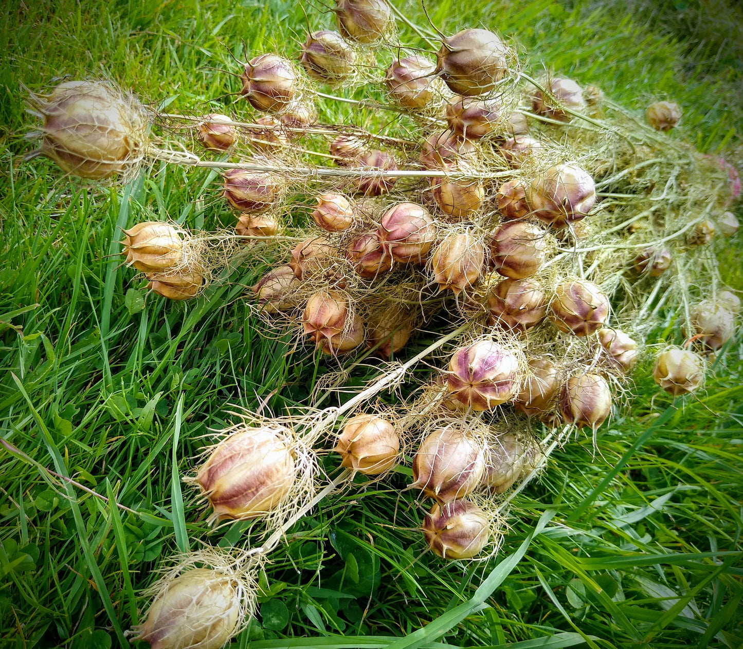 Wholesale 100stems British Nigella pod bunches, dried flower bunches direct from UK farm, love in the mist, neutral dried flowers, bulk