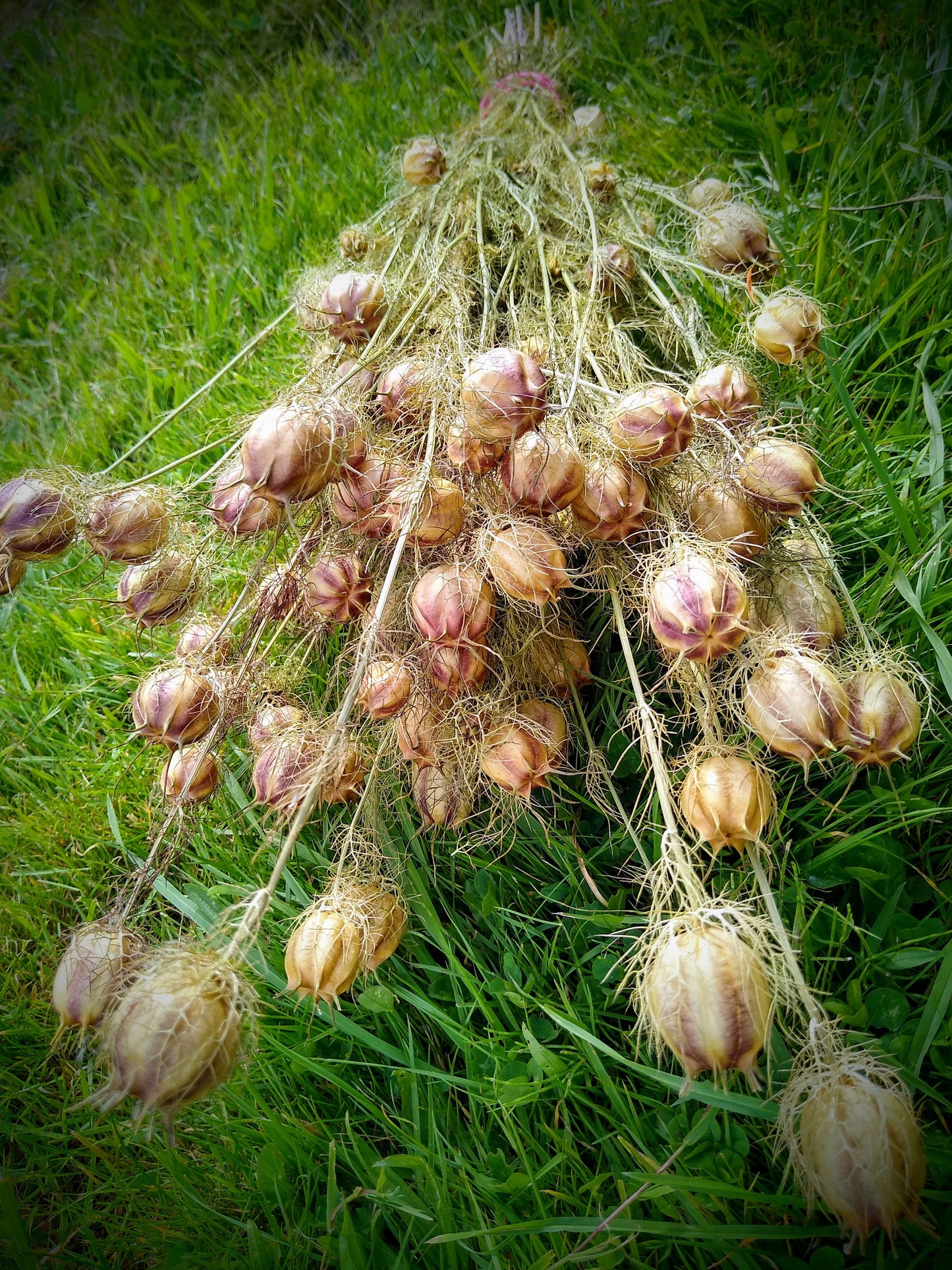 Wholesale 100stems British Nigella pod bunches, dried flower bunches direct from UK farm, love in the mist, neutral dried flowers, bulk