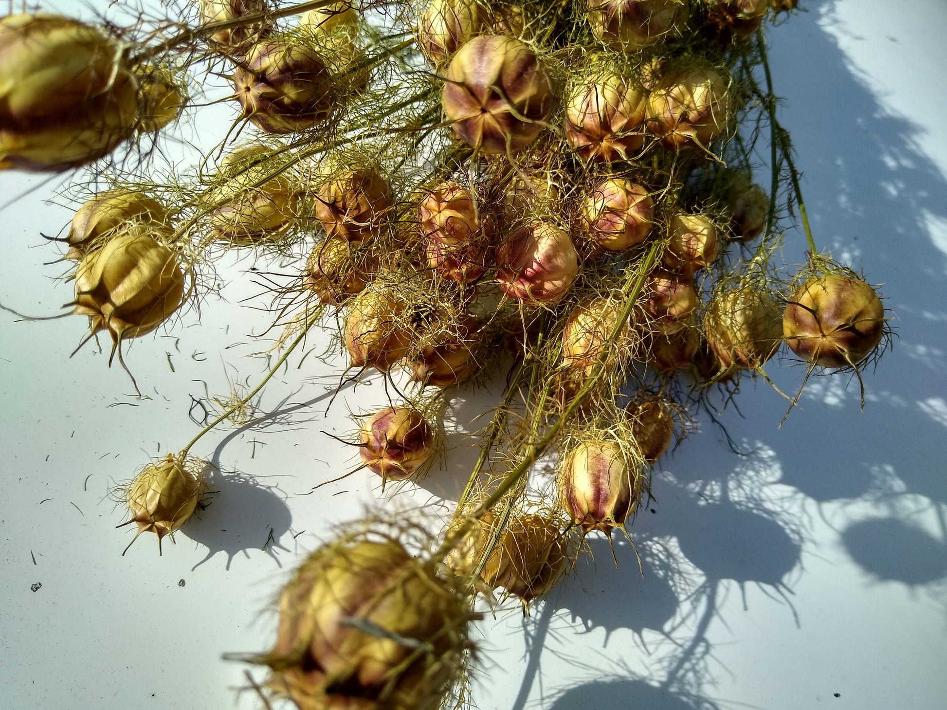 Wholesale 100stems British Nigella pod bunches, dried flower bunches direct from UK farm, love in the mist, neutral dried flowers, bulk