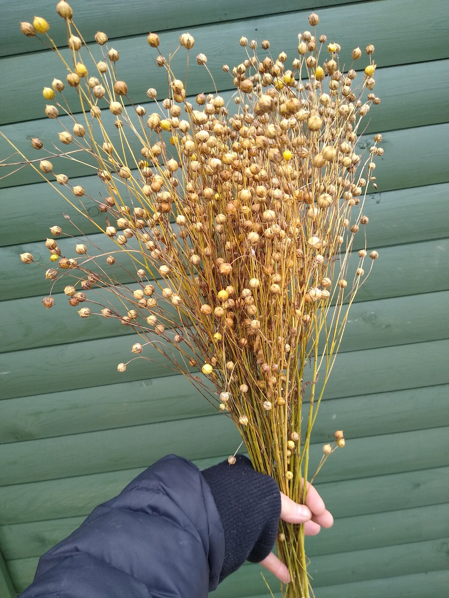 British Dried flax bunch / spray 130g, organic, UK dried linum pods, wedding flowers, dried flowers, home decor, hamster, gerbil, rustic