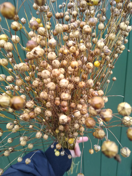 British Dried flax bunch / spray 130g, organic, UK dried linum pods, wedding flowers, dried flowers, home decor, hamster, gerbil, rustic