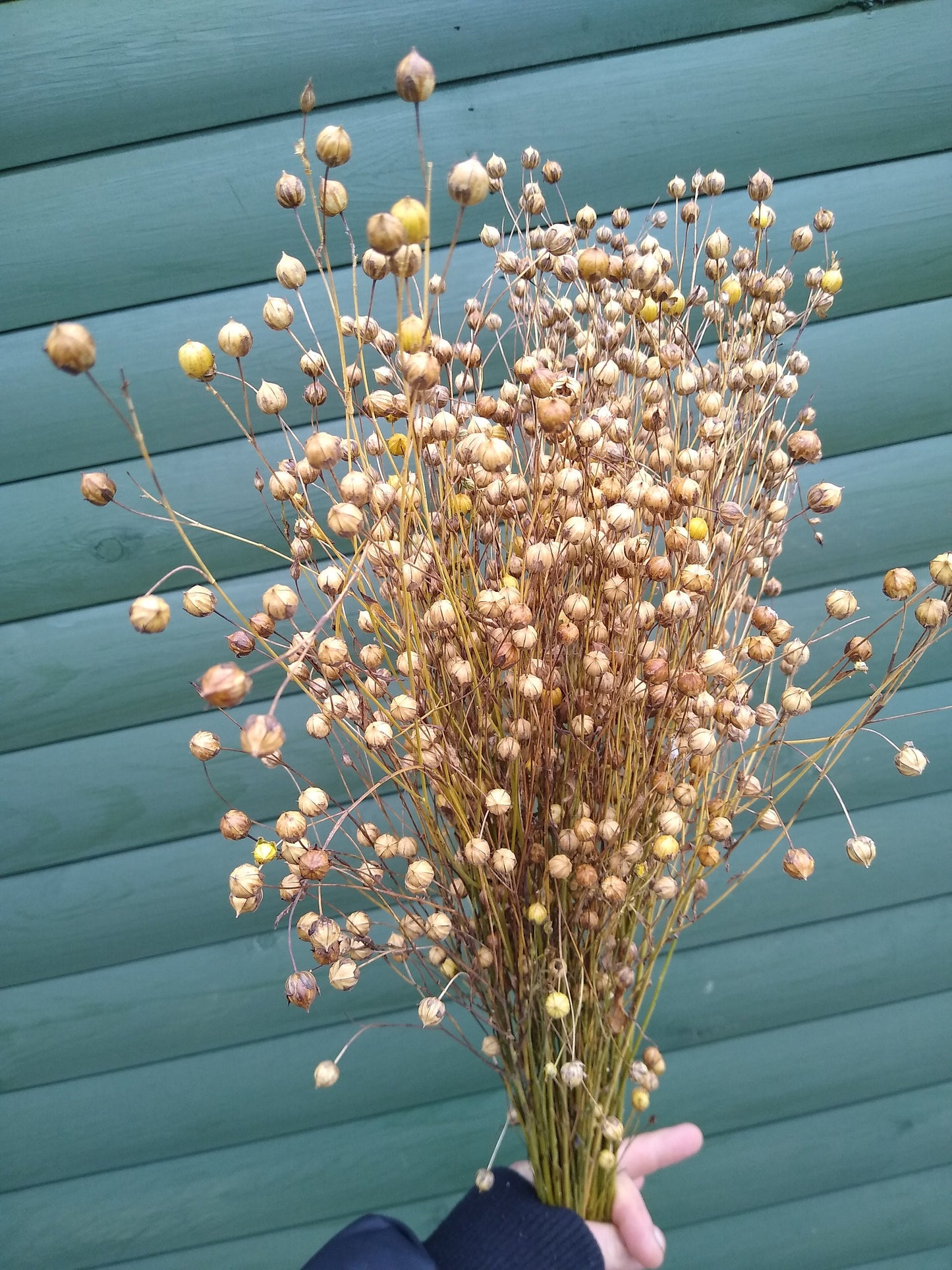 British Dried flax bunch / spray 130g, organic, UK dried linum pods, wedding flowers, dried flowers, home decor, hamster, gerbil, rustic