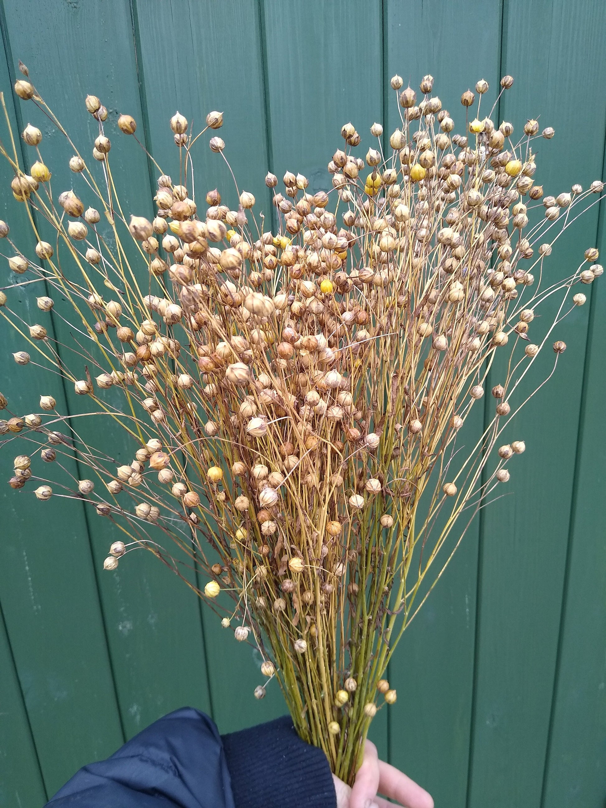 British Dried flax bunch / spray 130g, organic, UK dried linum pods, wedding flowers, dried flowers, home decor, hamster, gerbil, rustic