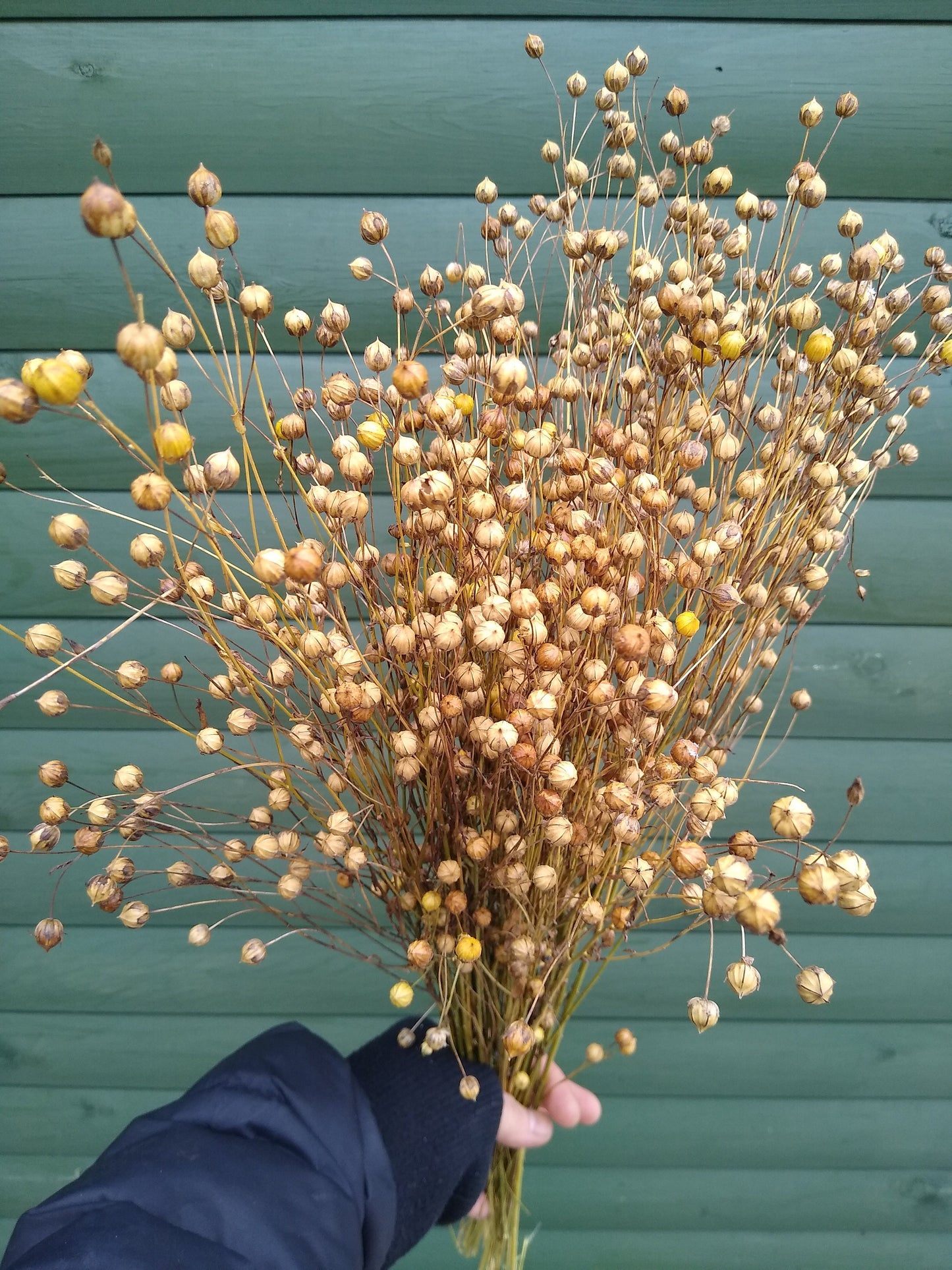 British Dried flax bunch / spray 130g, organic, UK dried linum pods, wedding flowers, dried flowers, home decor, hamster, gerbil, rustic