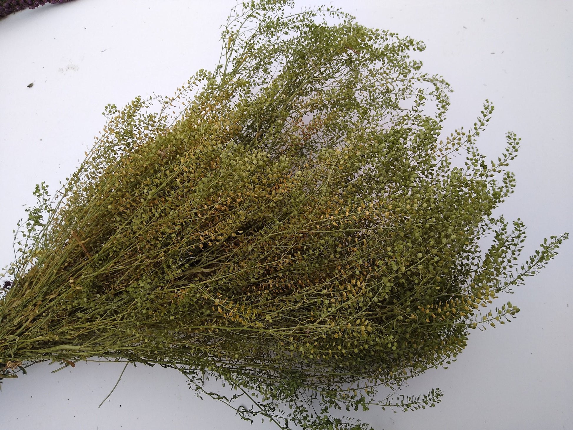 British Dried cress large bunch, organic, UK dried lepidium, wedding flowers, dried flowers, filler, foliage, emerald beads, floristry, DIY