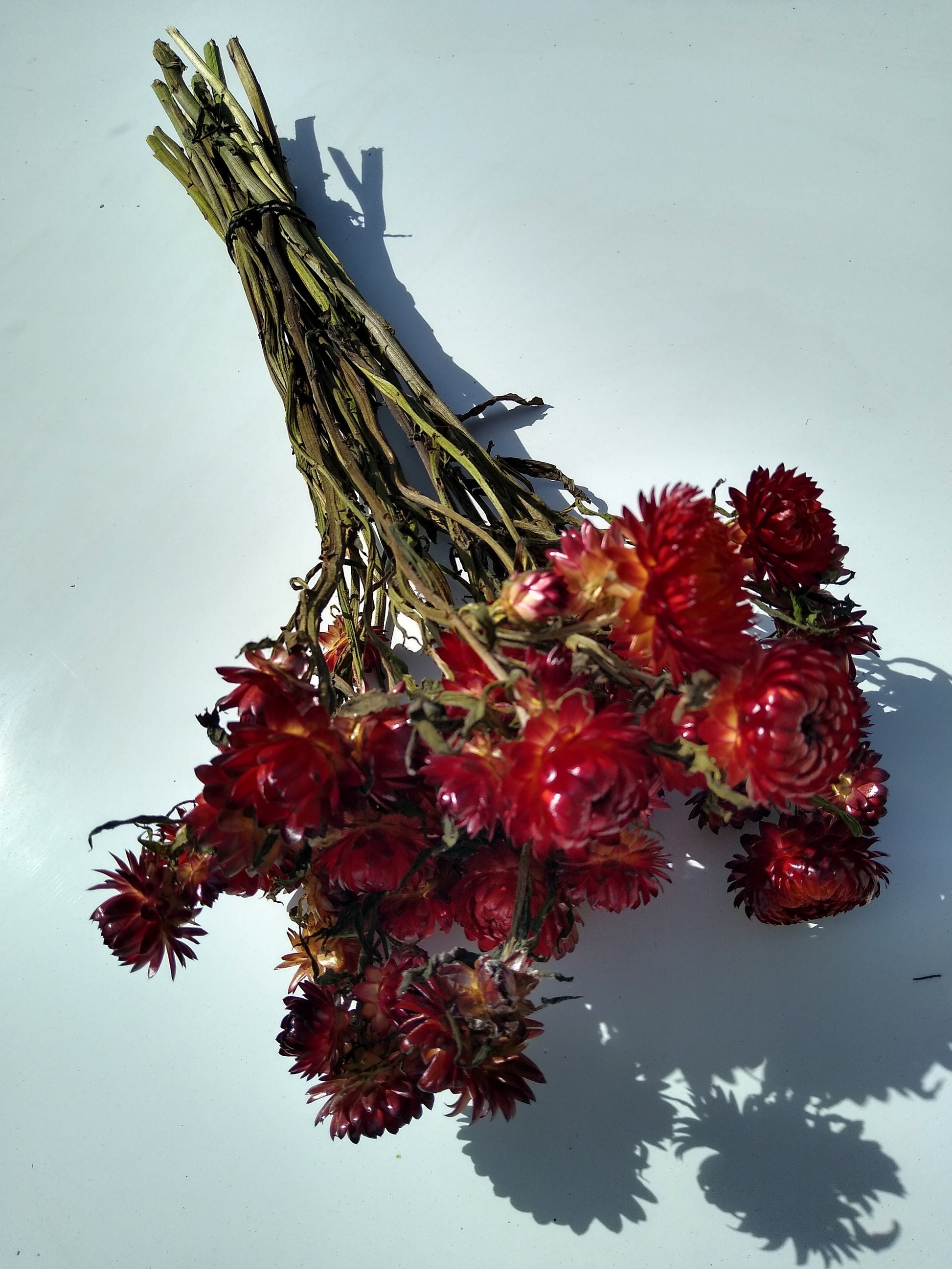 20 stems red British Dried strawflower bunch, helichrysum flower bunch direct from UK farm, red dried strawflowers, DIY wedding flowers