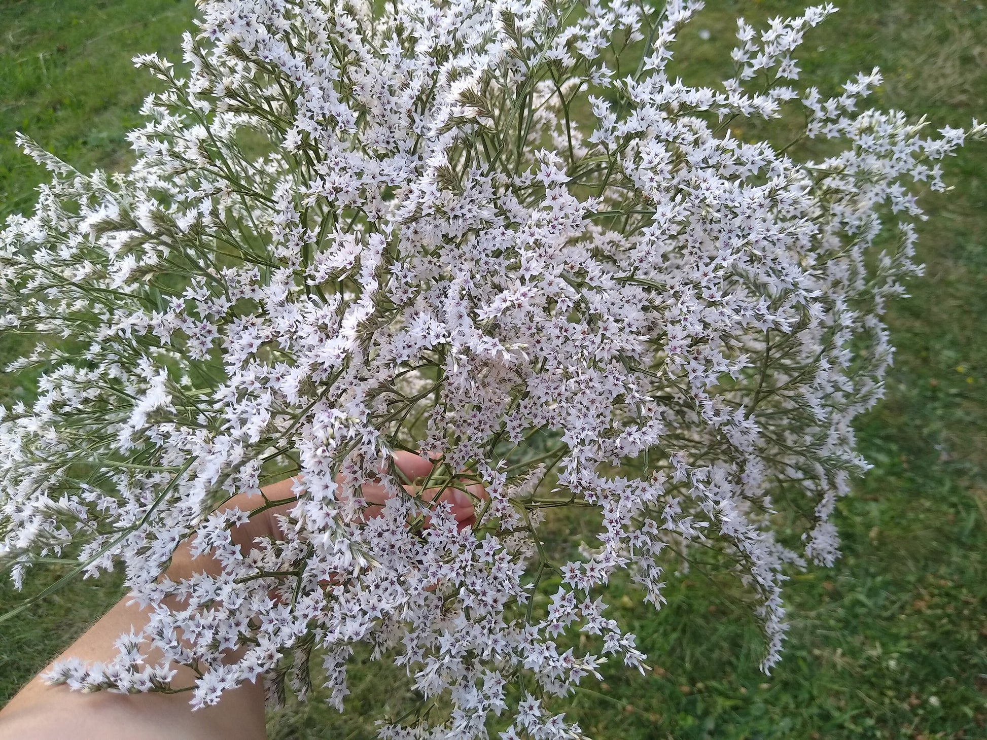 British Dried German statice, tartarica statice, sea spray limonium large bunch, organic, UK dried flowers, wreaths, crafts, wholesale price