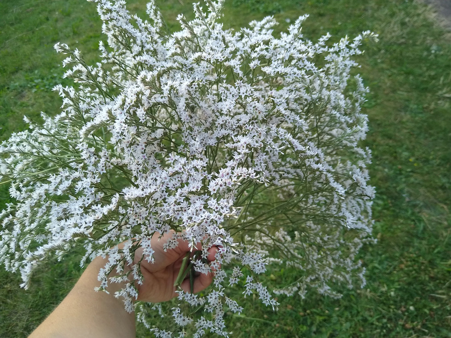 British Dried German statice, tartarica statice, sea spray limonium large bunch, organic, UK dried flowers, wreaths, crafts, wholesale price