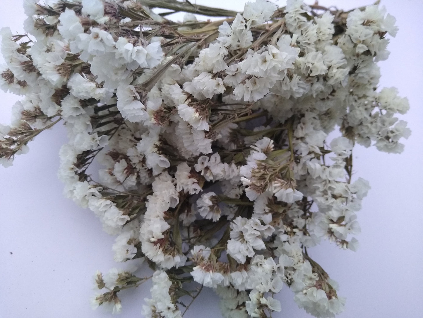 White UK statice bunch, 25 stems dried flower direct UK farm, home decor, bouquets, white neutral dried flowers, DIY wedding flowers, vase
