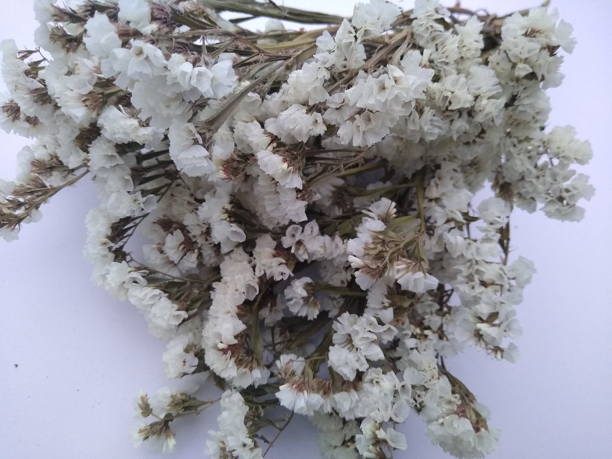 White UK statice bunch, 25 stems dried flower direct UK farm, home decor, bouquets, white neutral dried flowers, DIY wedding flowers, vase