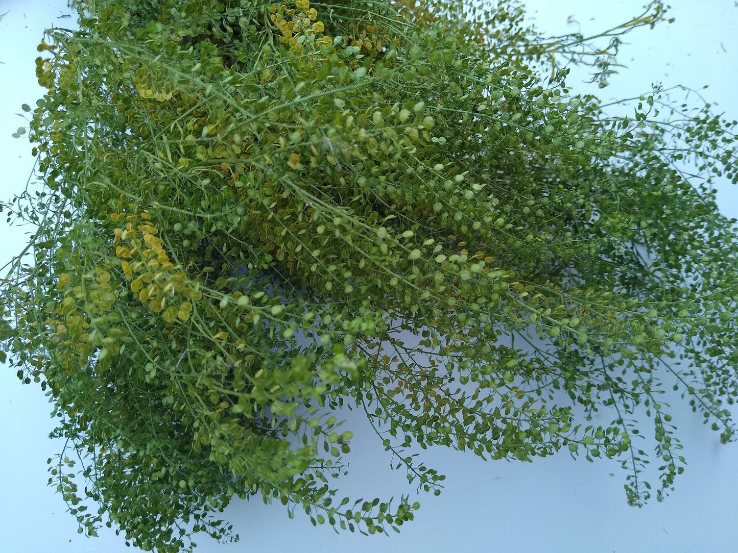 British Dried cress large bunch, organic, UK dried lepidium, wedding flowers, dried flowers, filler, foliage, emerald beads, floristry, DIY