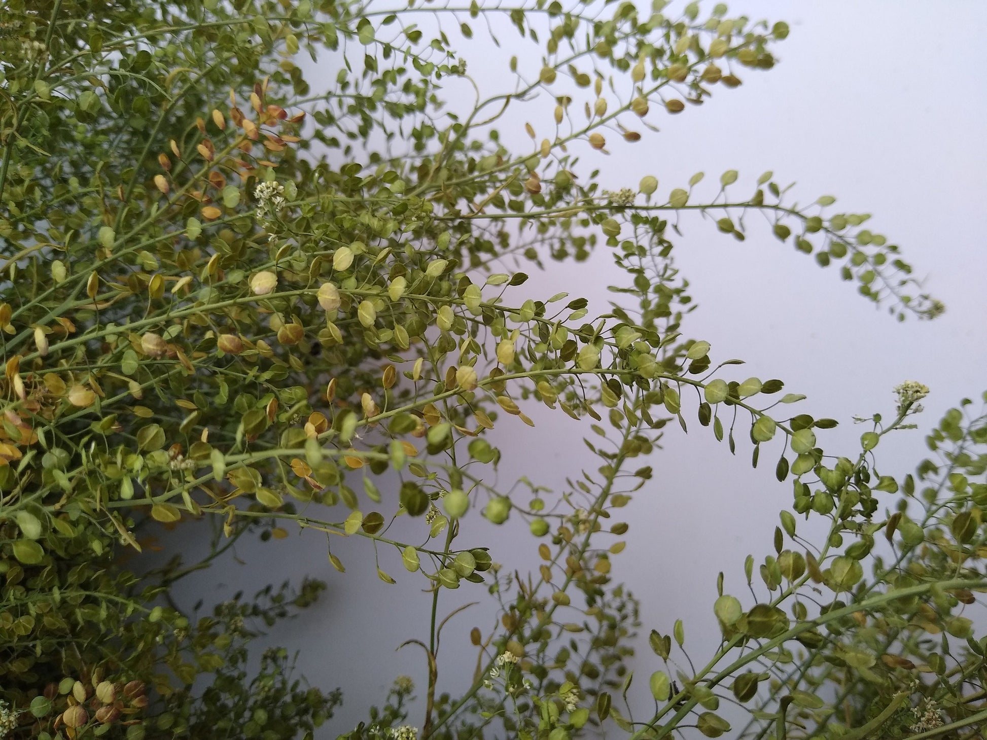 British Dried cress large bunch, organic, UK dried lepidium, wedding flowers, dried flowers, filler, foliage, emerald beads, floristry, DIY