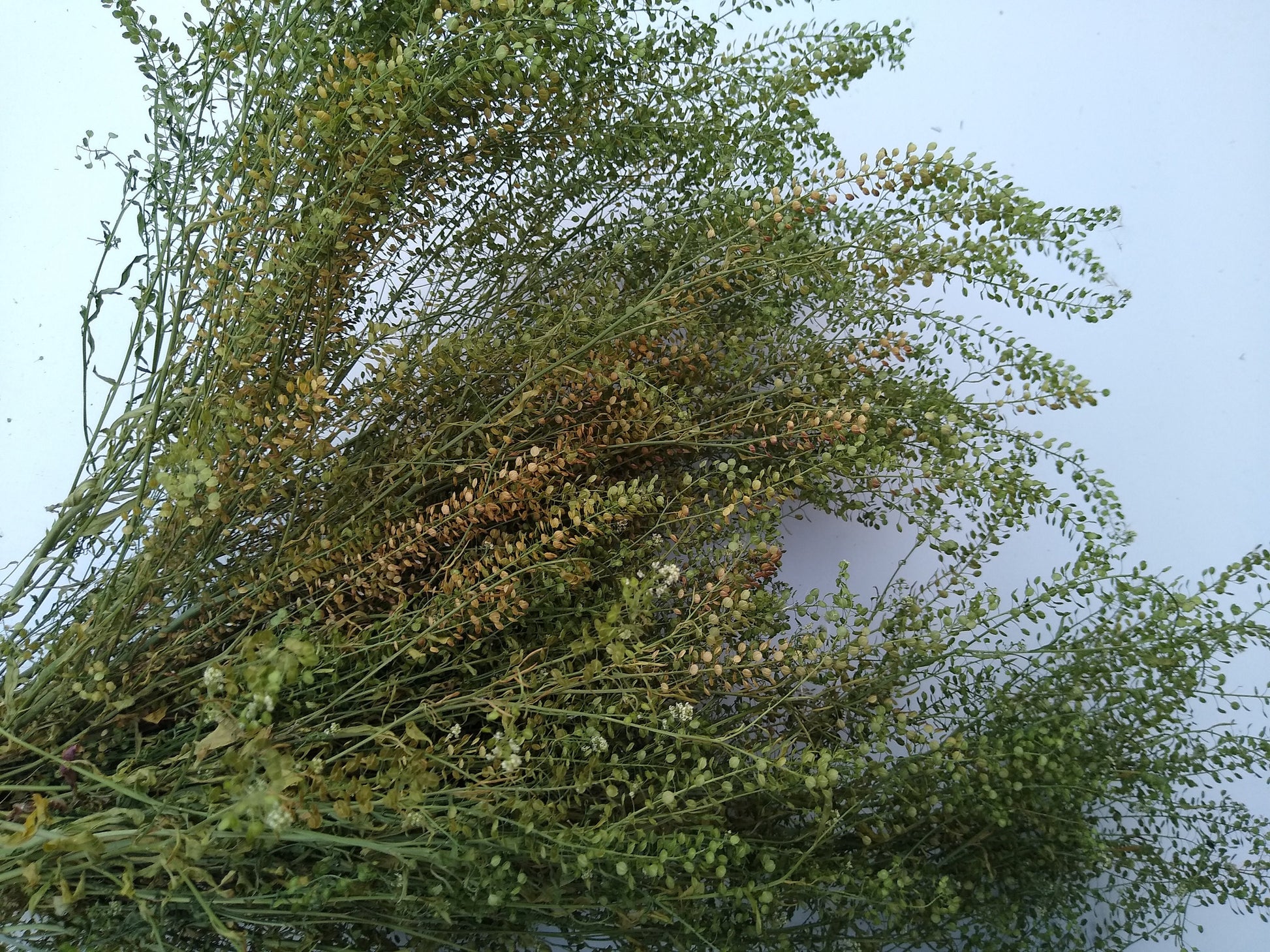 British Dried cress large bunch, organic, UK dried lepidium, wedding flowers, dried flowers, filler, foliage, emerald beads, floristry, DIY