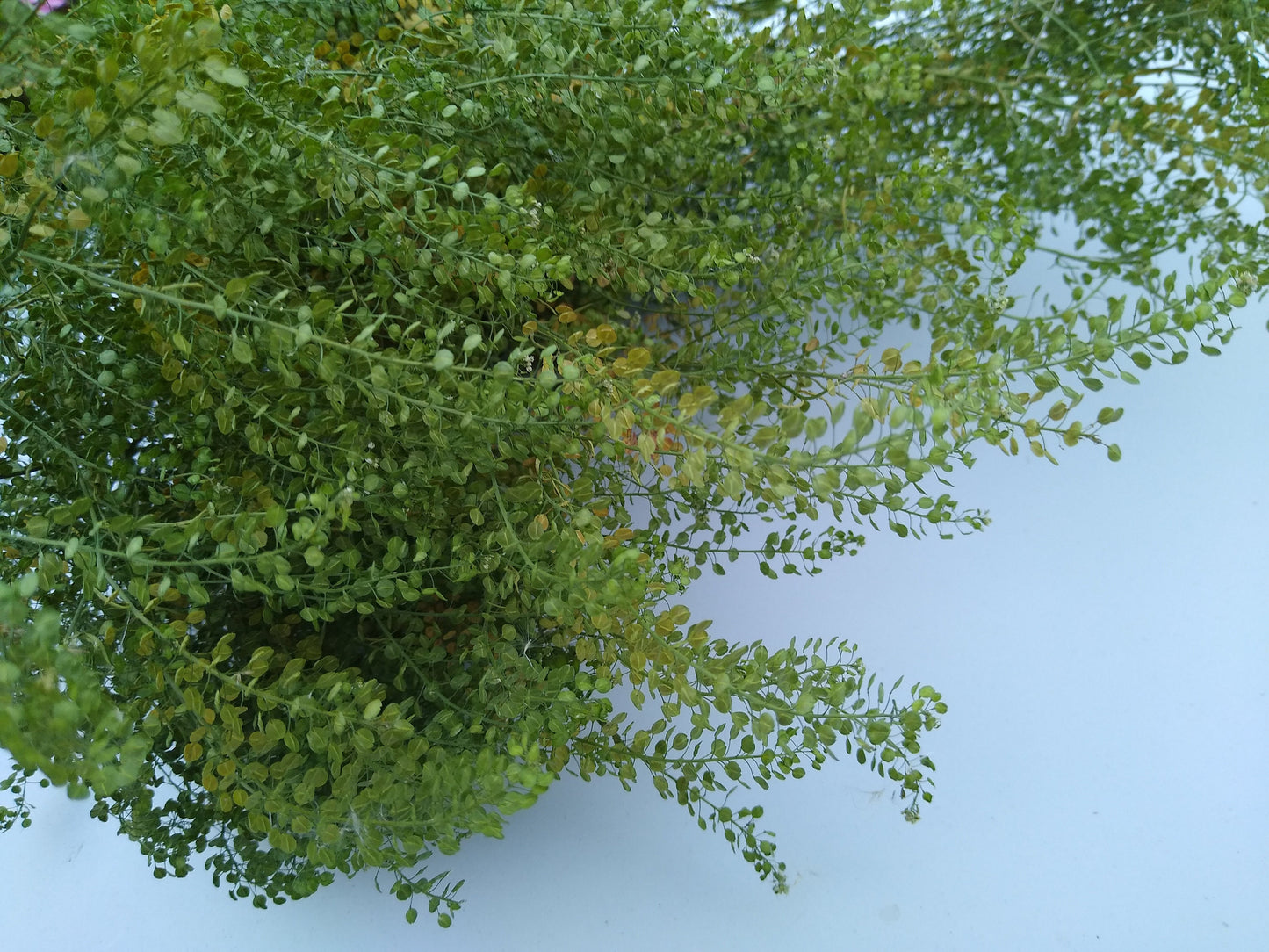 British Dried cress large bunch, organic, UK dried lepidium, wedding flowers, dried flowers, filler, foliage, emerald beads, floristry, DIY