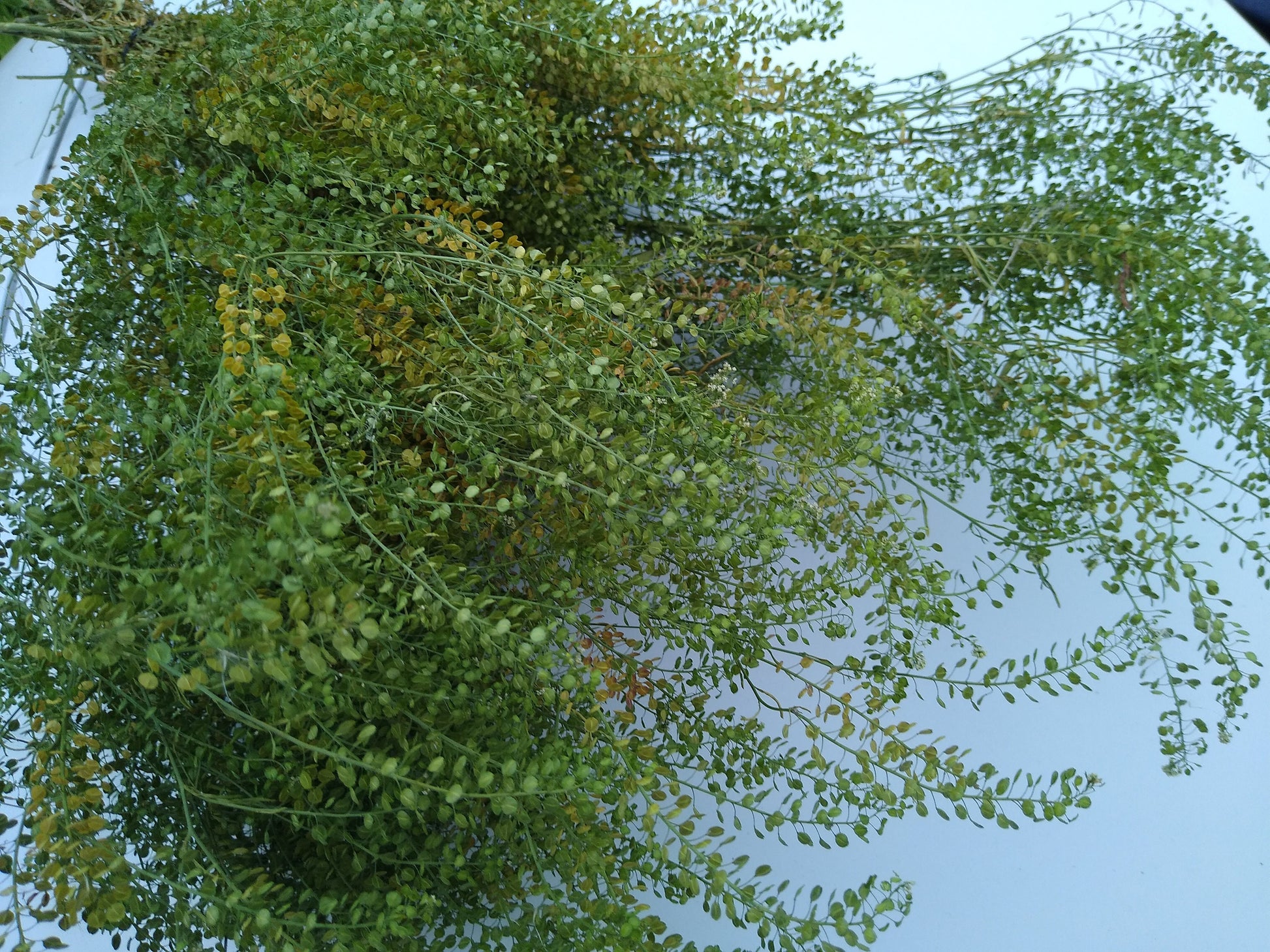 British Dried cress large bunch, organic, UK dried lepidium, wedding flowers, dried flowers, filler, foliage, emerald beads, floristry, DIY