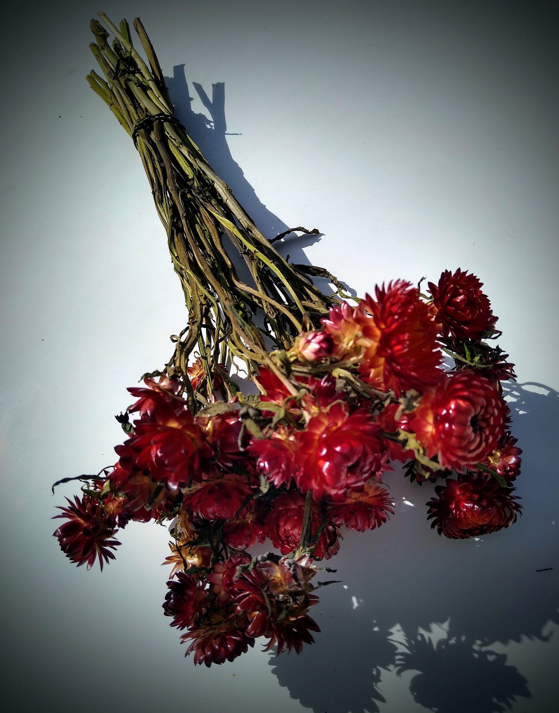 20 stems red British Dried strawflower bunch, helichrysum flower bunch direct from UK farm, red dried strawflowers, DIY wedding flowers