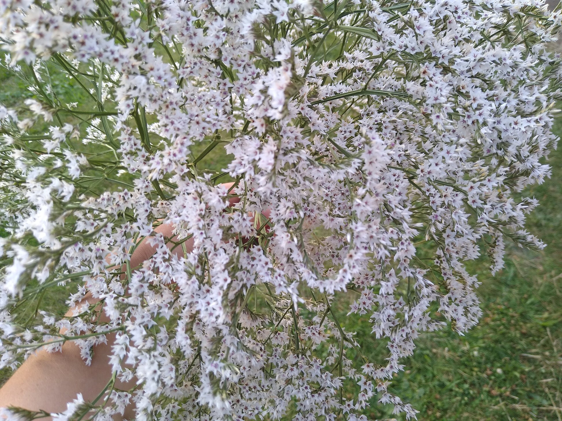 British Dried German statice, tartarica statice, sea spray limonium large bunch, organic, UK dried flowers, wreaths, crafts, wholesale price