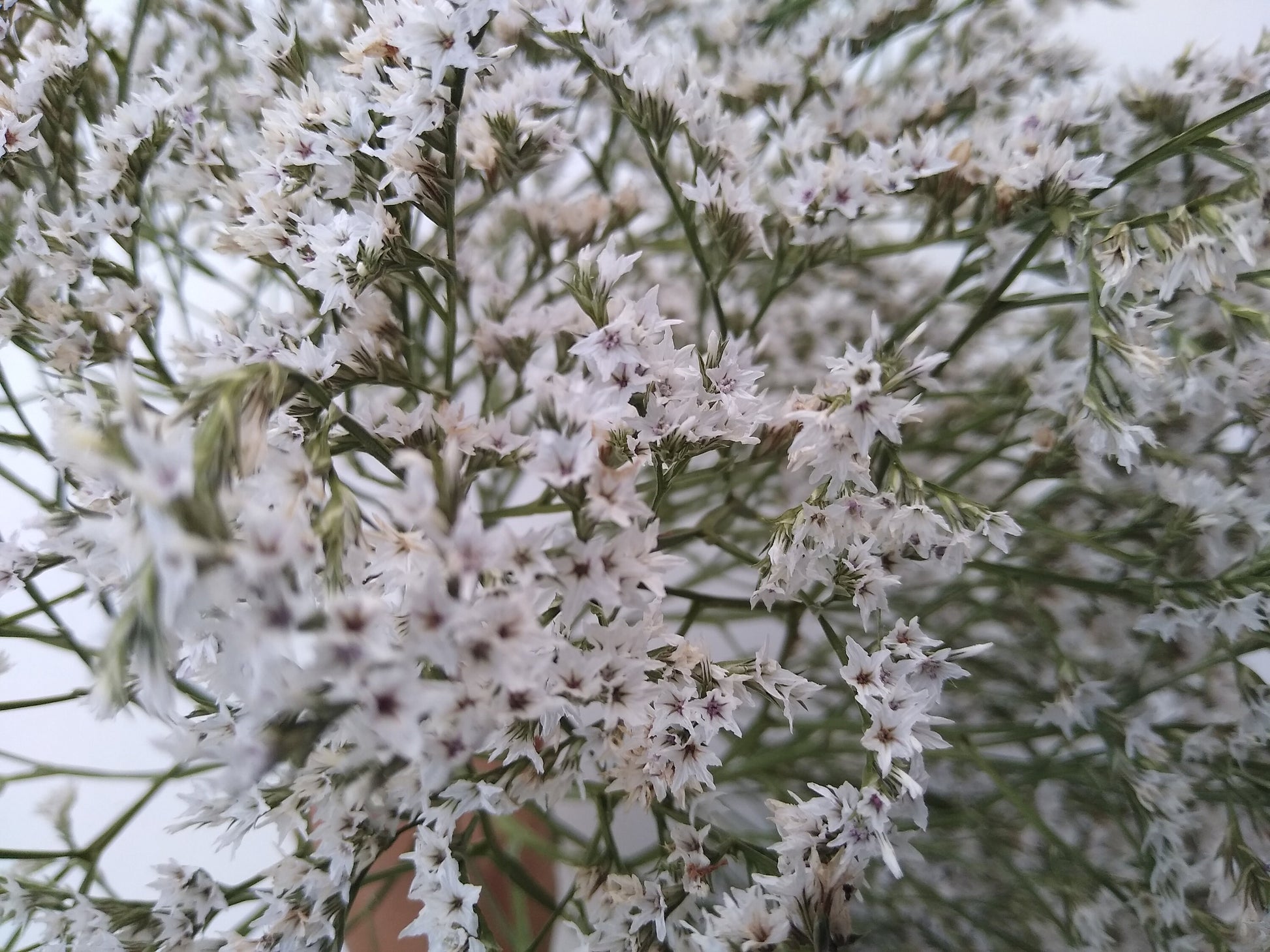 British Dried German statice, tartarica statice, sea spray limonium large bunch, organic, UK dried flowers, wreaths, crafts, wholesale price