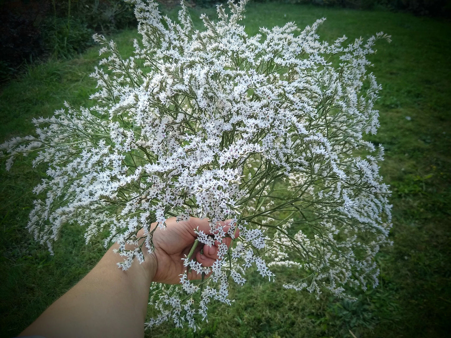 British Dried German statice, tartarica statice, sea spray limonium large bunch, organic, UK dried flowers, wreaths, crafts, wholesale price