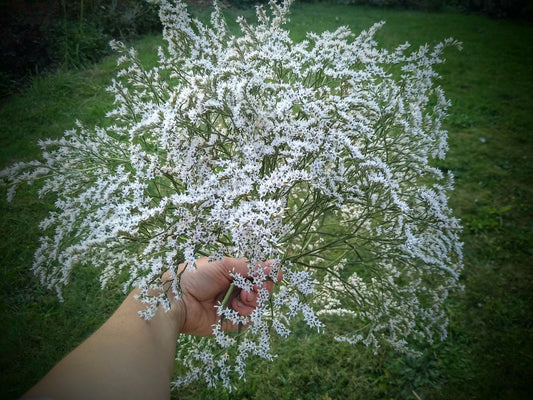 British Dried German statice, tartarica statice, sea spray limonium large bunch, organic, UK dried flowers, wreaths, crafts, wholesale price