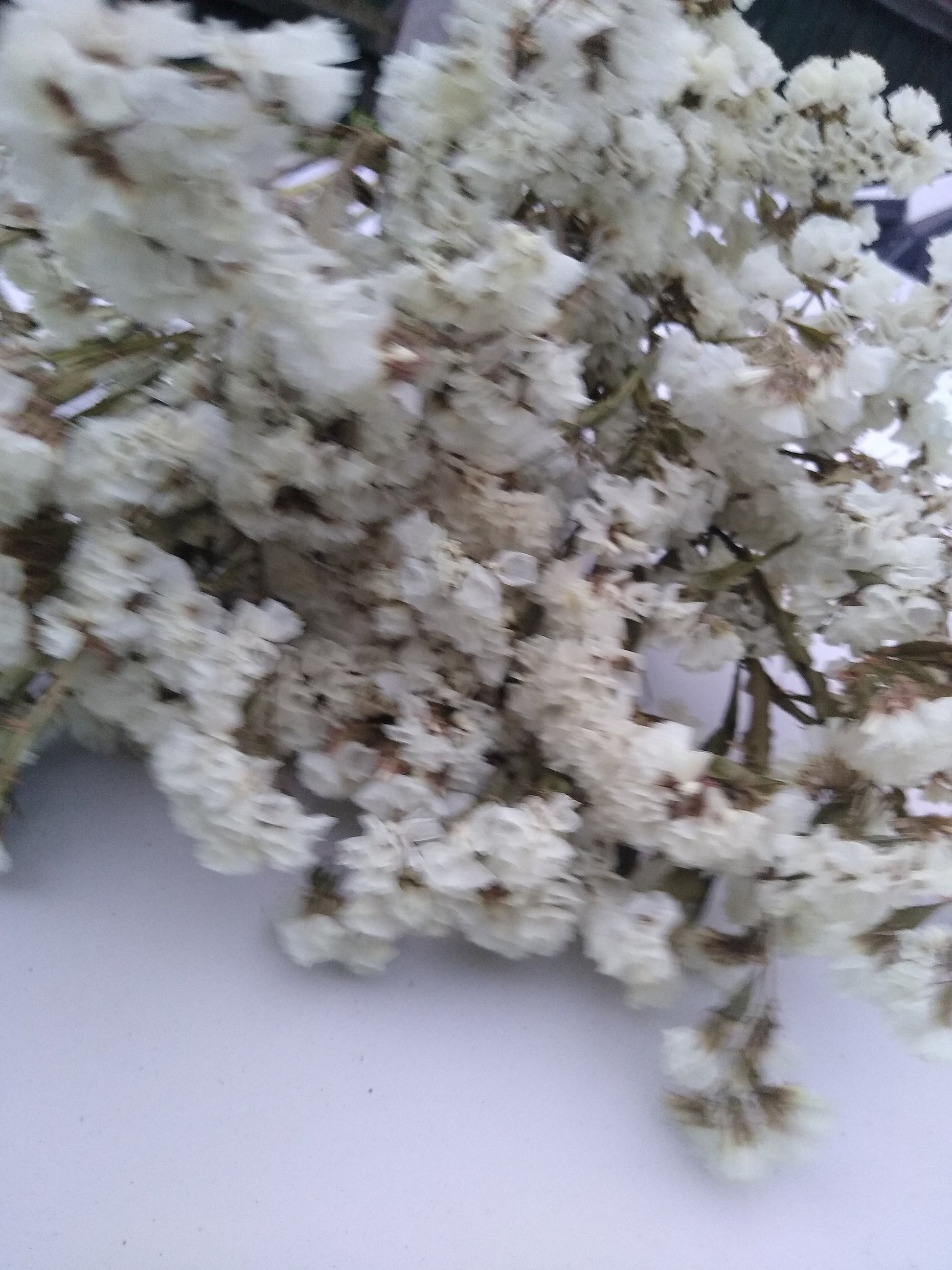 White UK statice bunch, 25 stems dried flower direct UK farm, home decor, bouquets, white neutral dried flowers, DIY wedding flowers, vase
