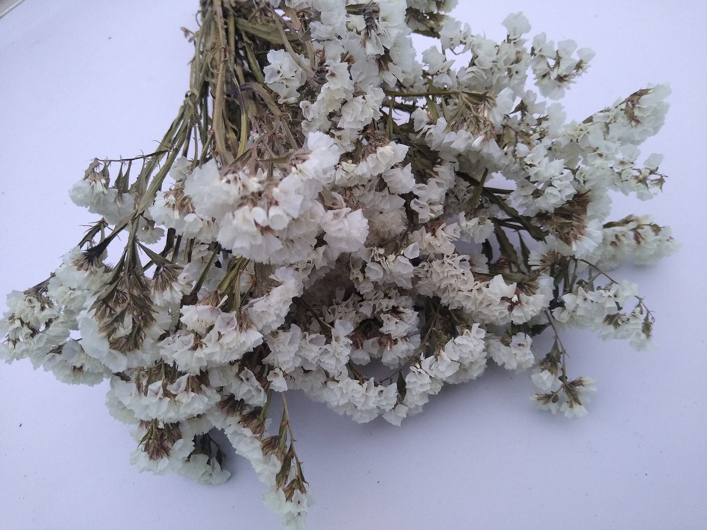 White UK statice bunch, 25 stems dried flower direct UK farm, home decor, bouquets, white neutral dried flowers, DIY wedding flowers, vase
