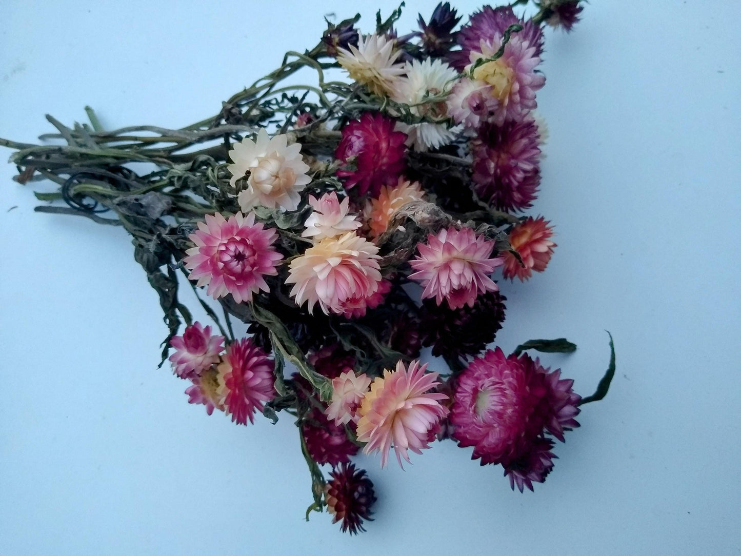 20 stems pink British Dried strawflower bunch, helichrysum flower bunch direct from UK farm , bouquets, dried strawflowers, wedding flowers
