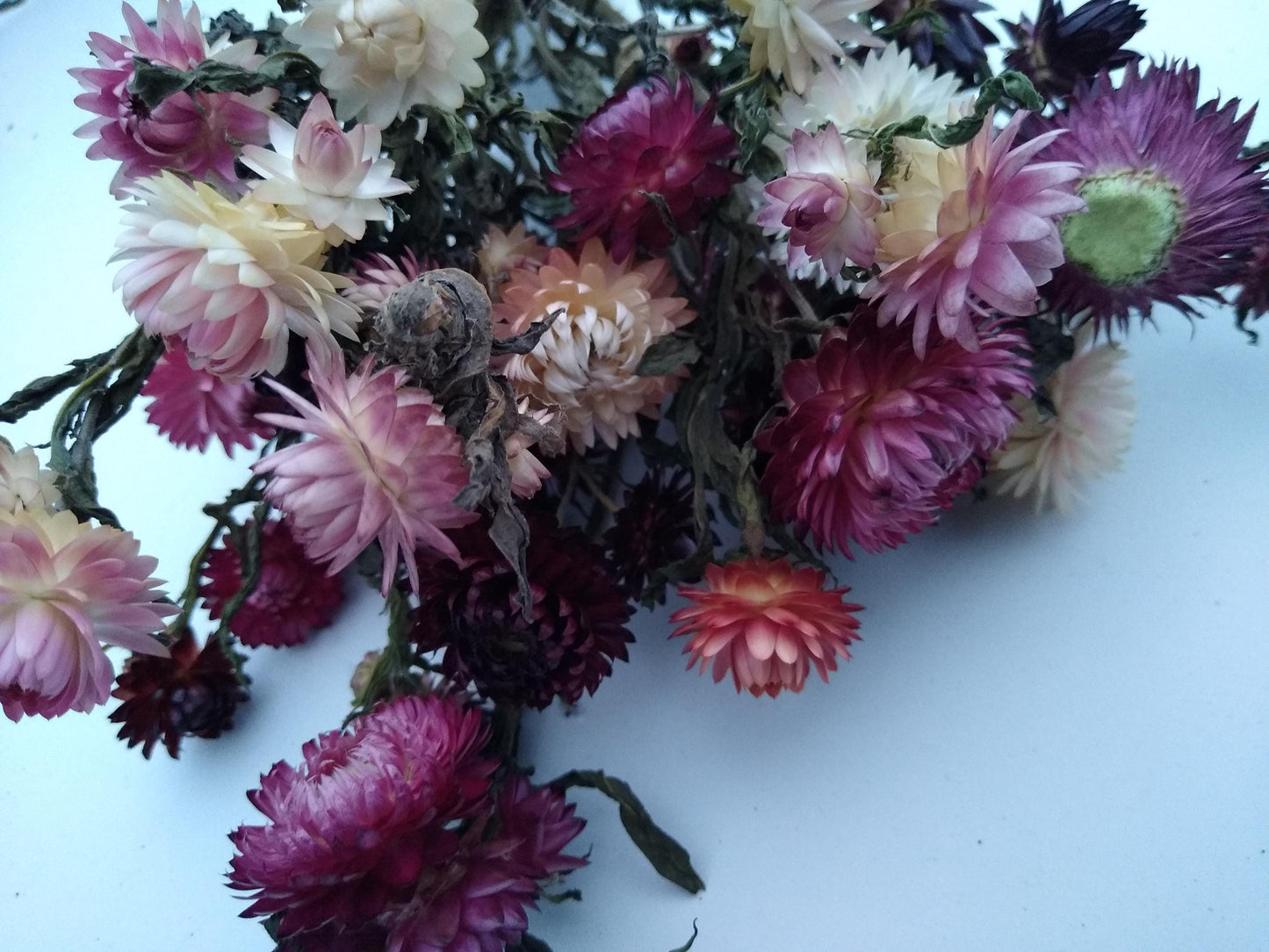 20 stems pink British Dried strawflower bunch, helichrysum flower bunch direct from UK farm , bouquets, dried strawflowers, wedding flowers