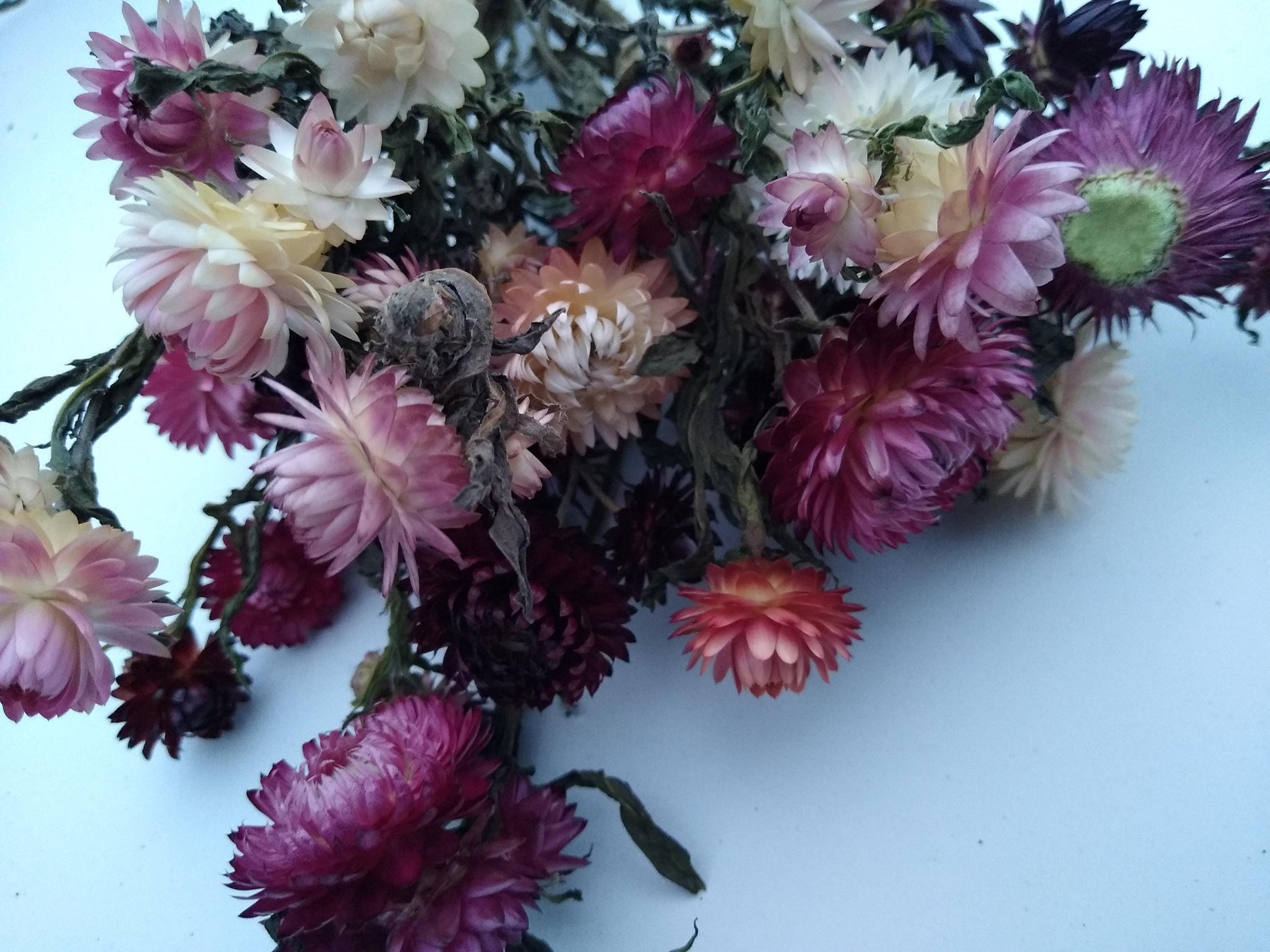 20 stems pink British Dried strawflower bunch, helichrysum flower bunch direct from UK farm , bouquets, dried strawflowers, wedding flowers