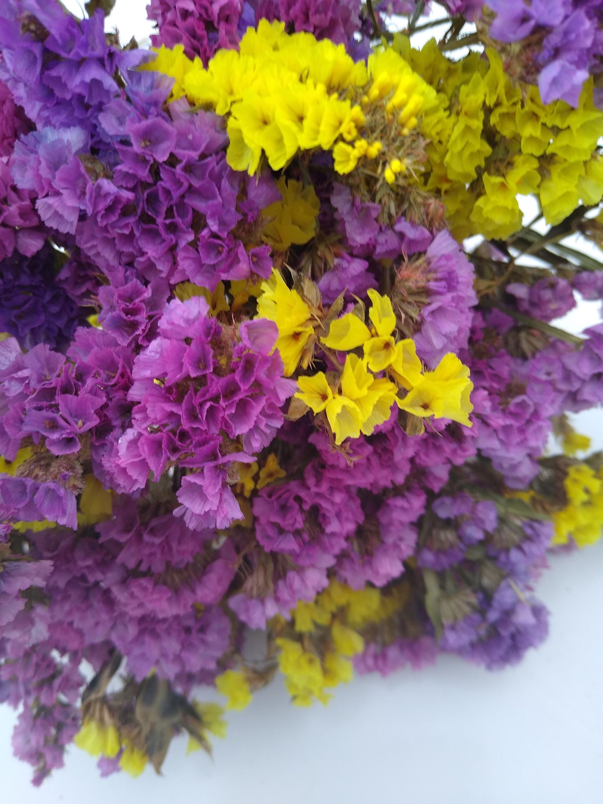 British dried limonium. Bright yellow & cerise, statice bunch, 30 stems from UK farm, wreaths, dried flowers bouquet, DIY wedding flowe