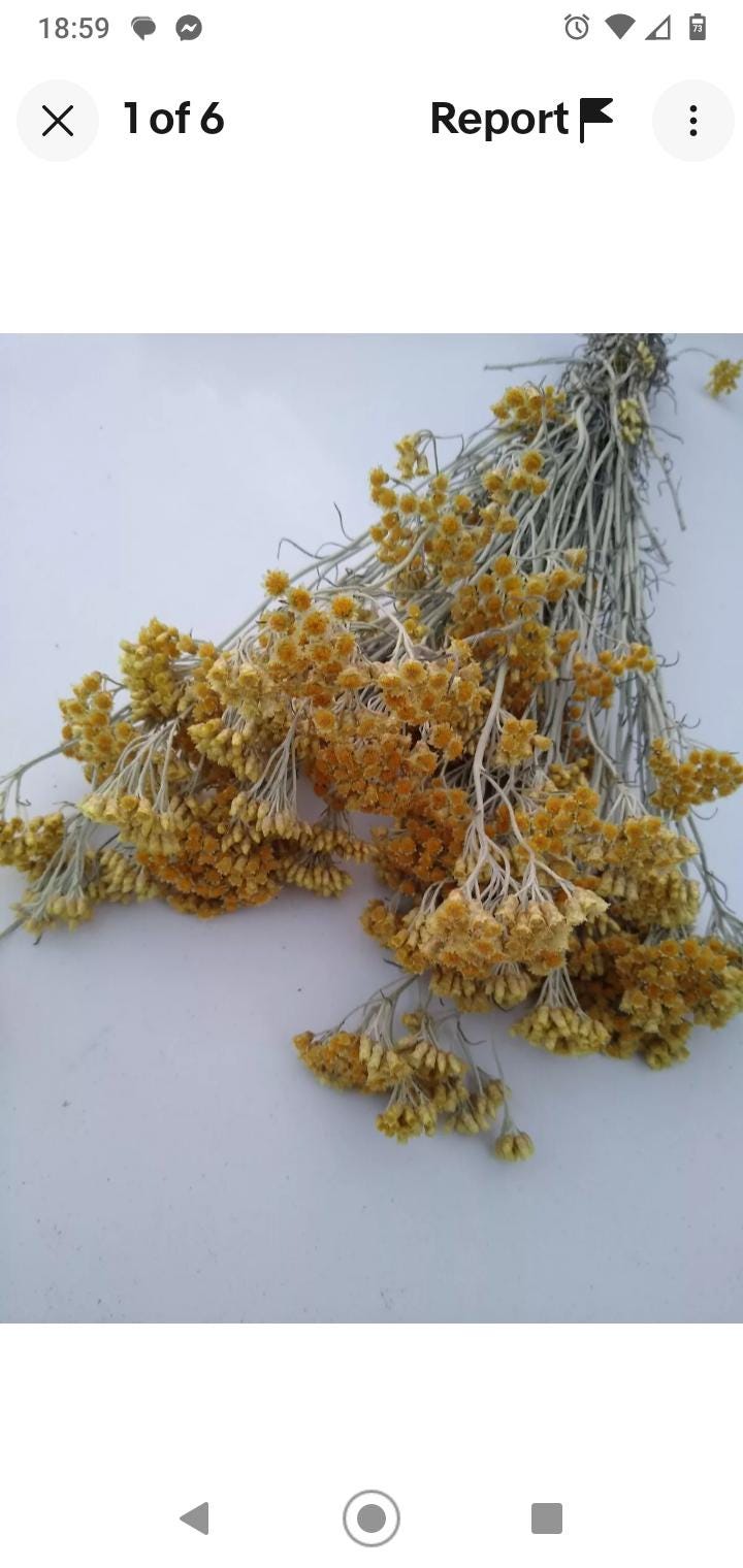 Yellow helichrysum italicum bunch, 20 stems, dried pastel yellow flowers, UK farm, organic, bouquets, DIY wedding flowers, wreaths, bouquet