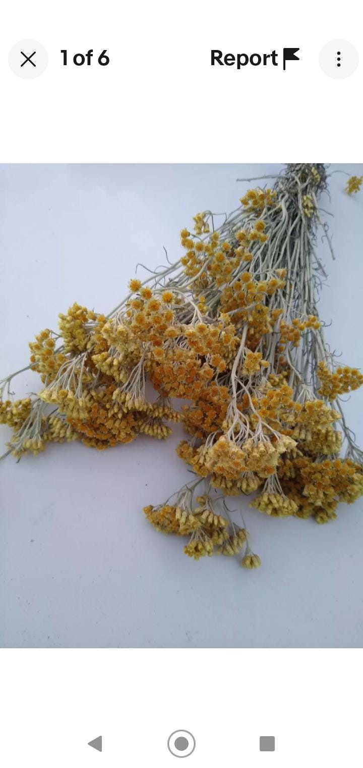 Yellow helichrysum italicum bunch, 20 stems, dried pastel yellow flowers, UK farm, organic, bouquets, DIY wedding flowers, wreaths, bouquet