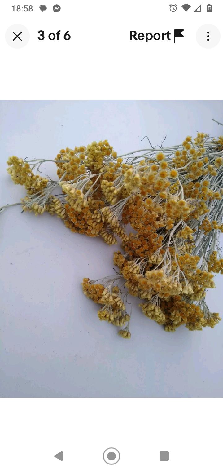 Yellow helichrysum italicum bunch, 20 stems, dried pastel yellow flowers, UK farm, organic, bouquets, DIY wedding flowers, wreaths, bouquet