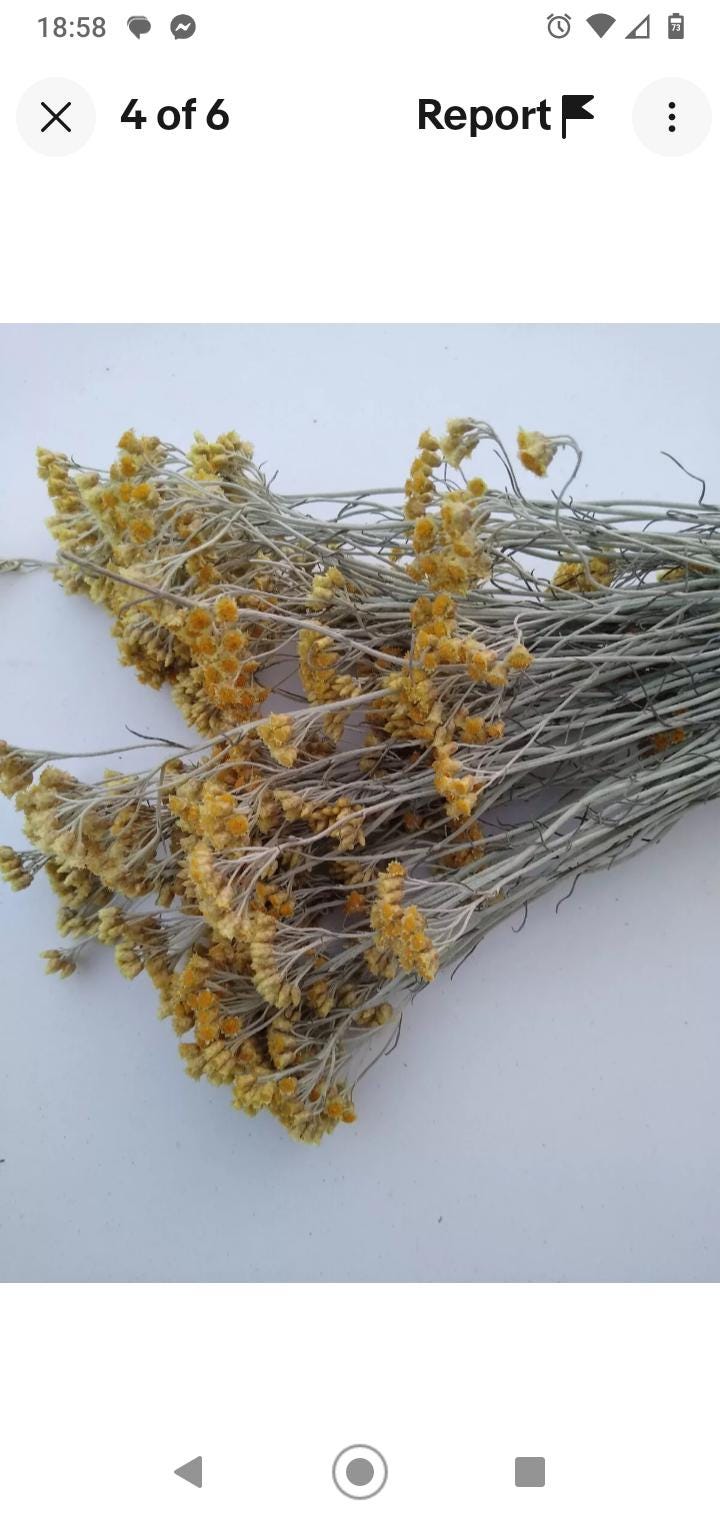 Yellow helichrysum italicum bunch, 20 stems, dried pastel yellow flowers, UK farm, organic, bouquets, DIY wedding flowers, wreaths, bouquet