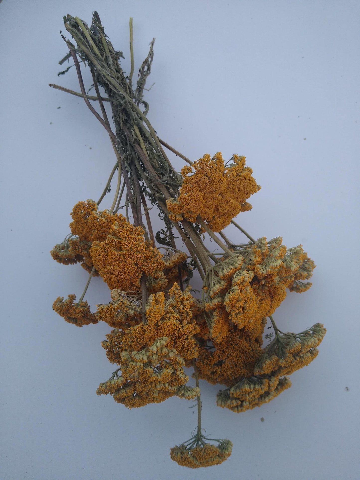 Yellow Achillea parker yarrow bunch, 15 stems, dried yellow flowers, UK farm, home decor, bouquets, organic, gerbil, hamster, bouquet