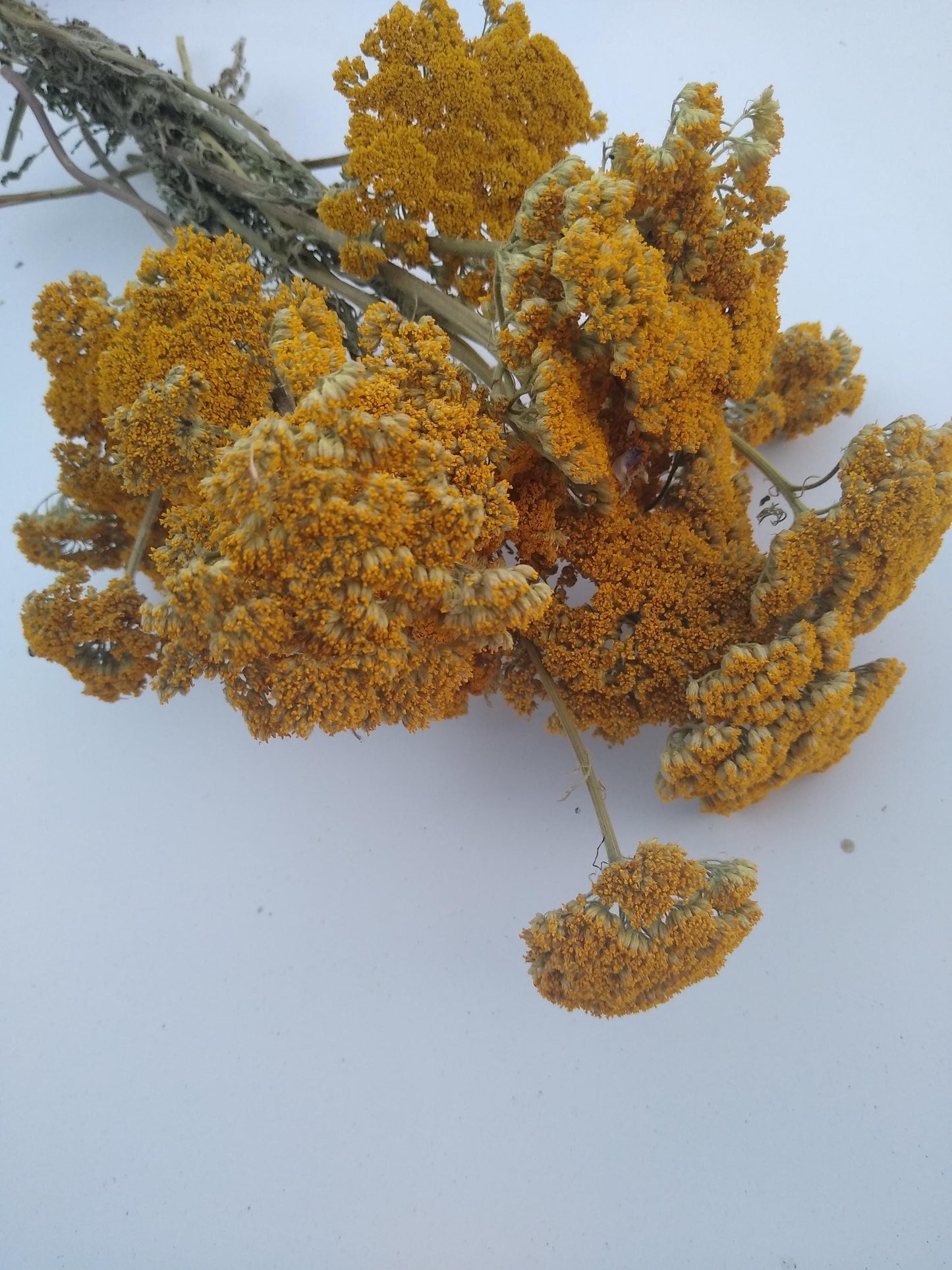 Yellow Achillea parker yarrow bunch, 15 stems, dried yellow flowers, UK farm, home decor, bouquets, organic, gerbil, hamster, bouquet