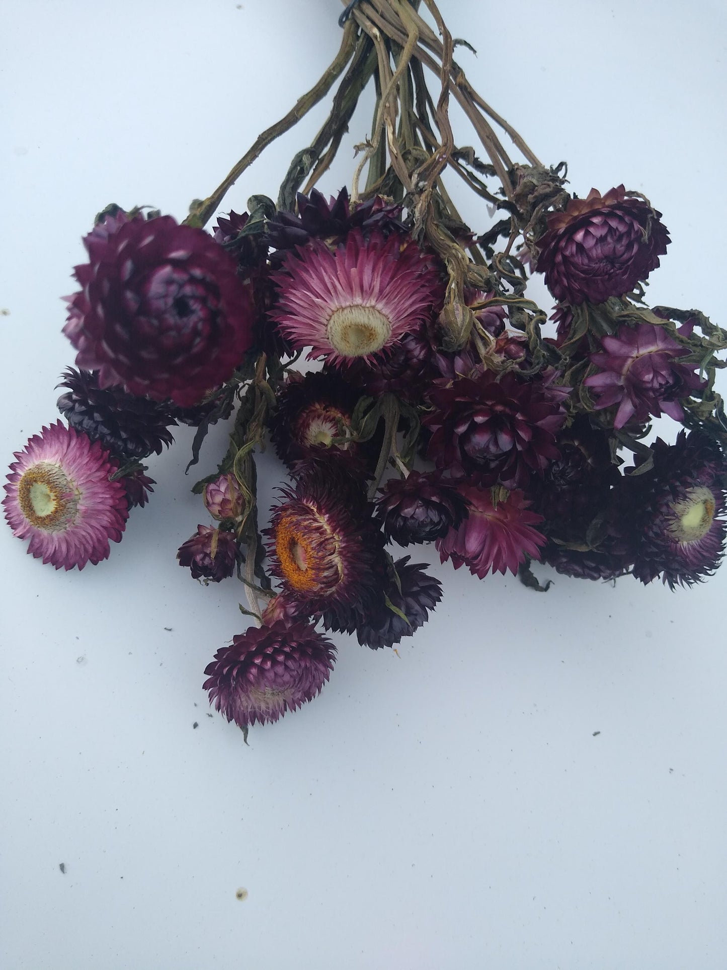 20 stems wine dark purple, British Dried strawflower bunch, helichrysum flower bunch organic UK farm, dried strawflowers, DIY wedding flower